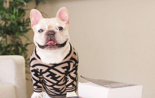 Frenchiely dog winter sweater jumpers collection page 0