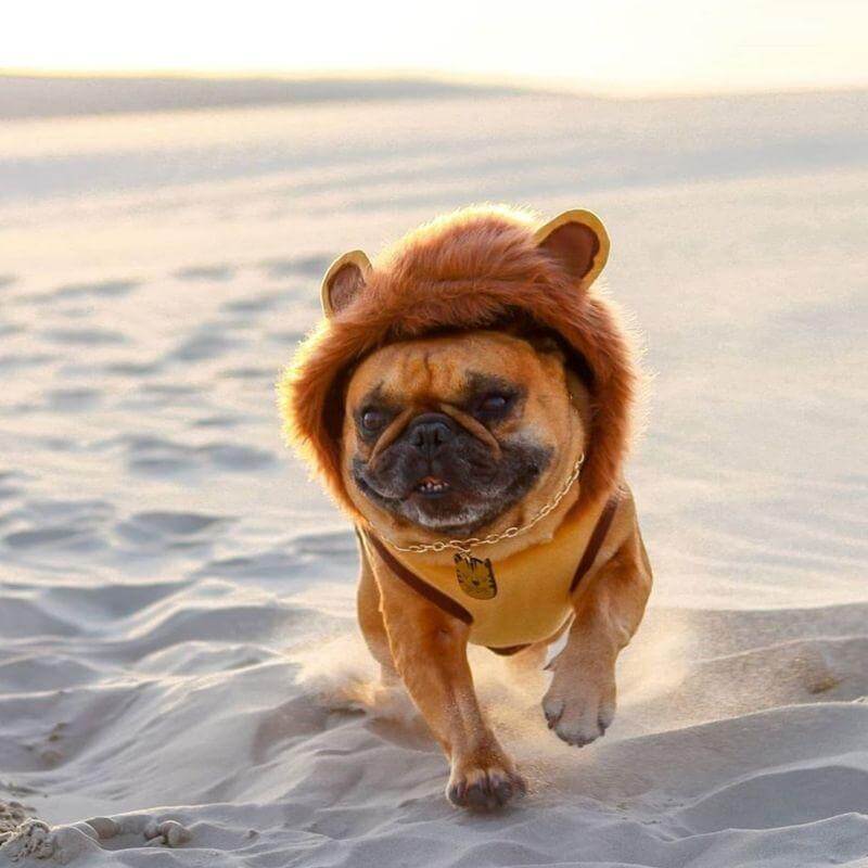 French bulldog hotsell lion costume