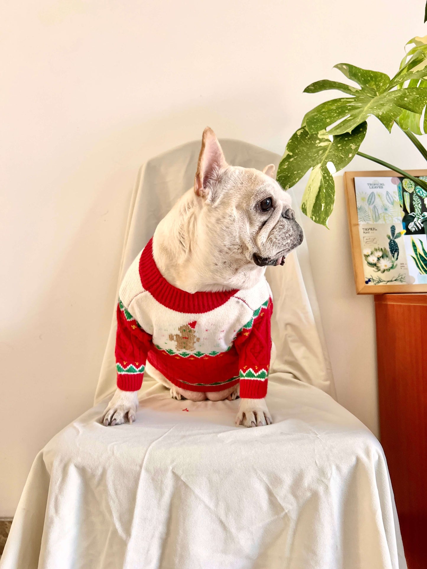 Dog Christmas Reindeer Sweater with Hat for medium dogs by Frenchiely