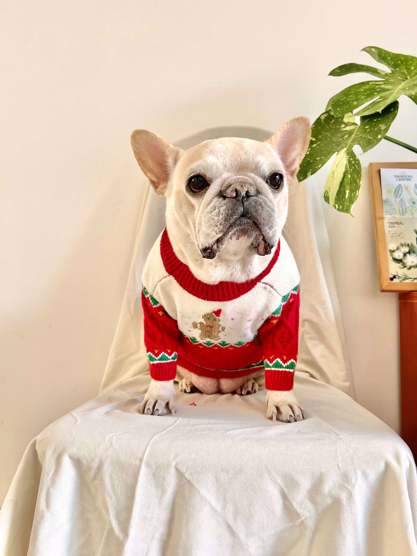 Dog Christmas Reindeer Sweater with Hat for medium dogs by Frenchiely
