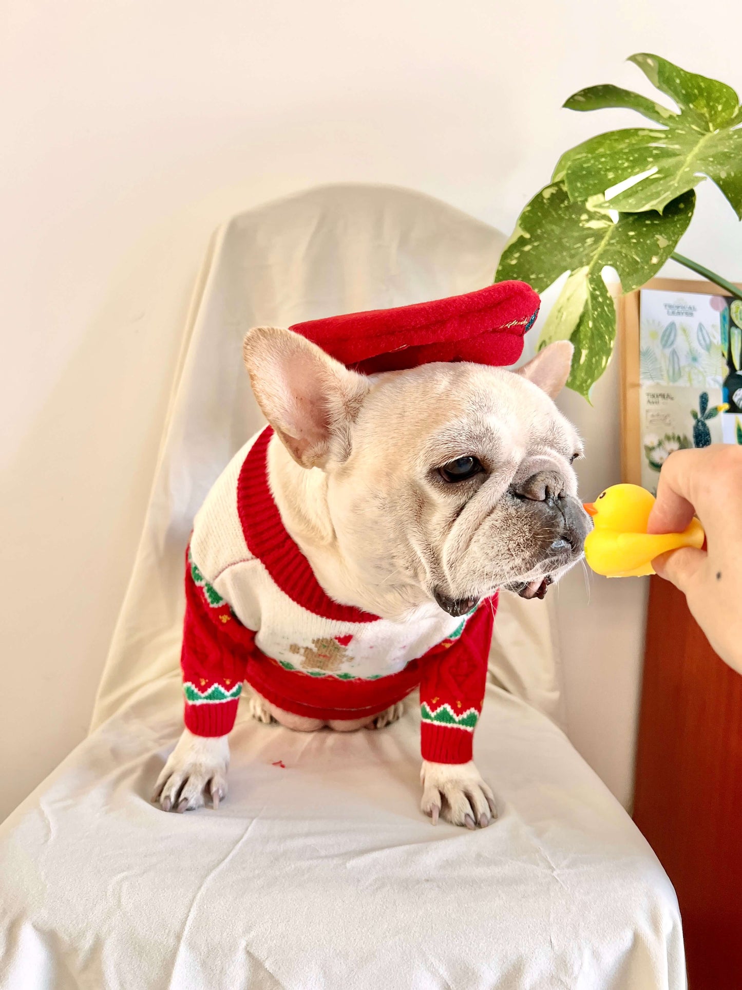 Dog Christmas Reindeer Sweater with Hat for medium dogs by Frenchiely