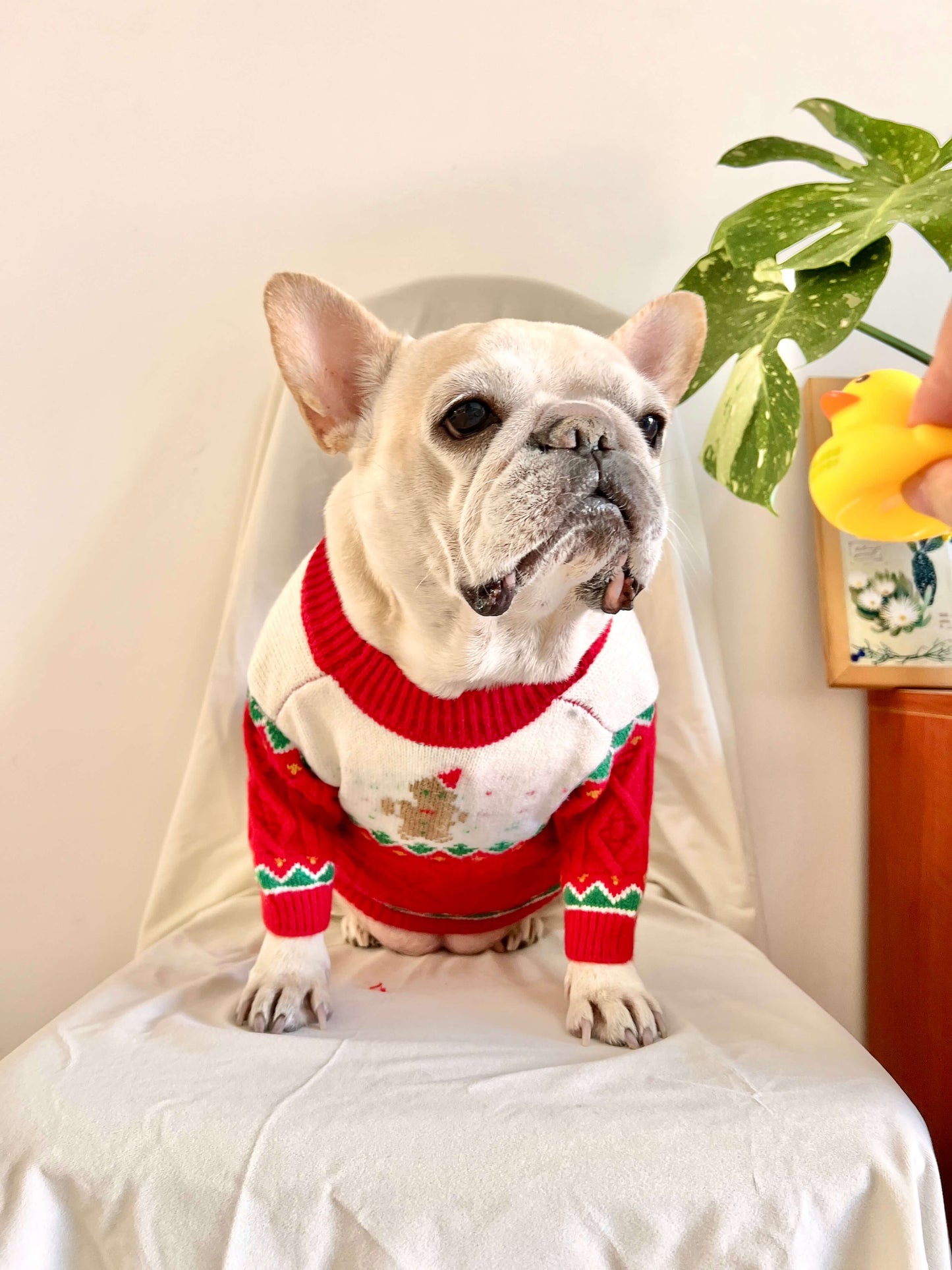 Dog Christmas Reindeer Sweater with Hat for medium dogs by Frenchiely