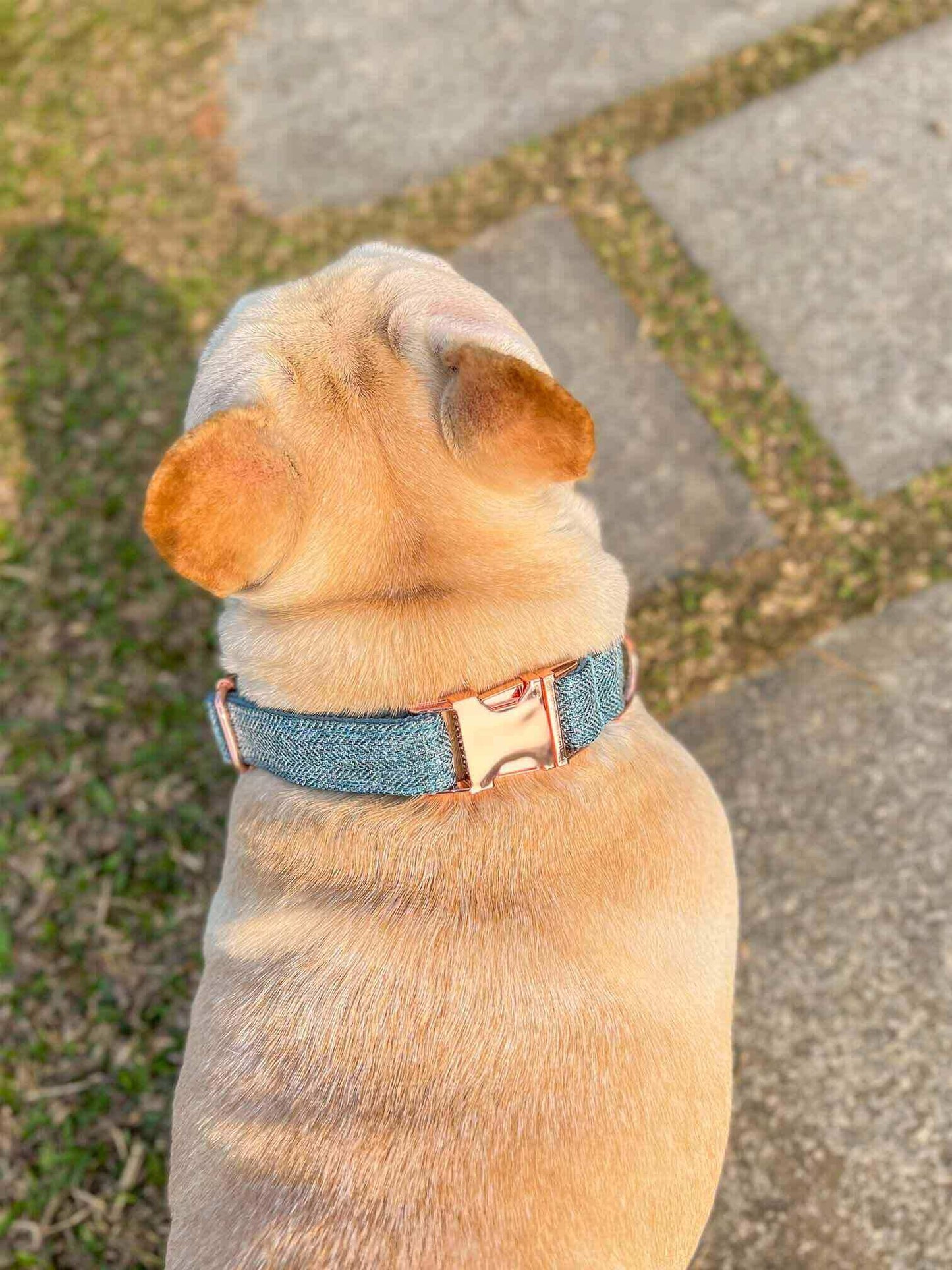 Dog Blue Collar Leash Set - Frenchiely