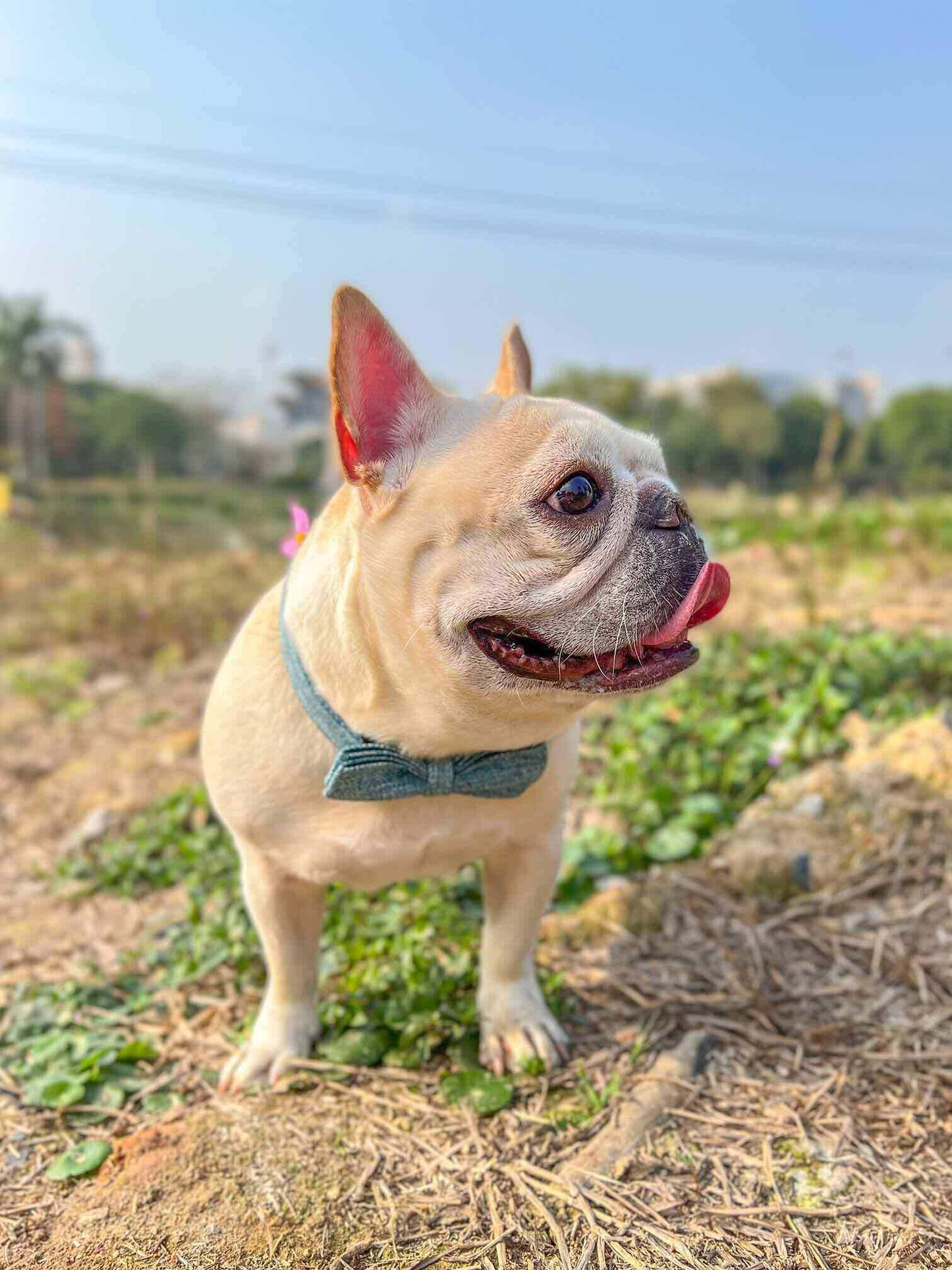 Dog Blue Collar Leash Set - Frenchiely