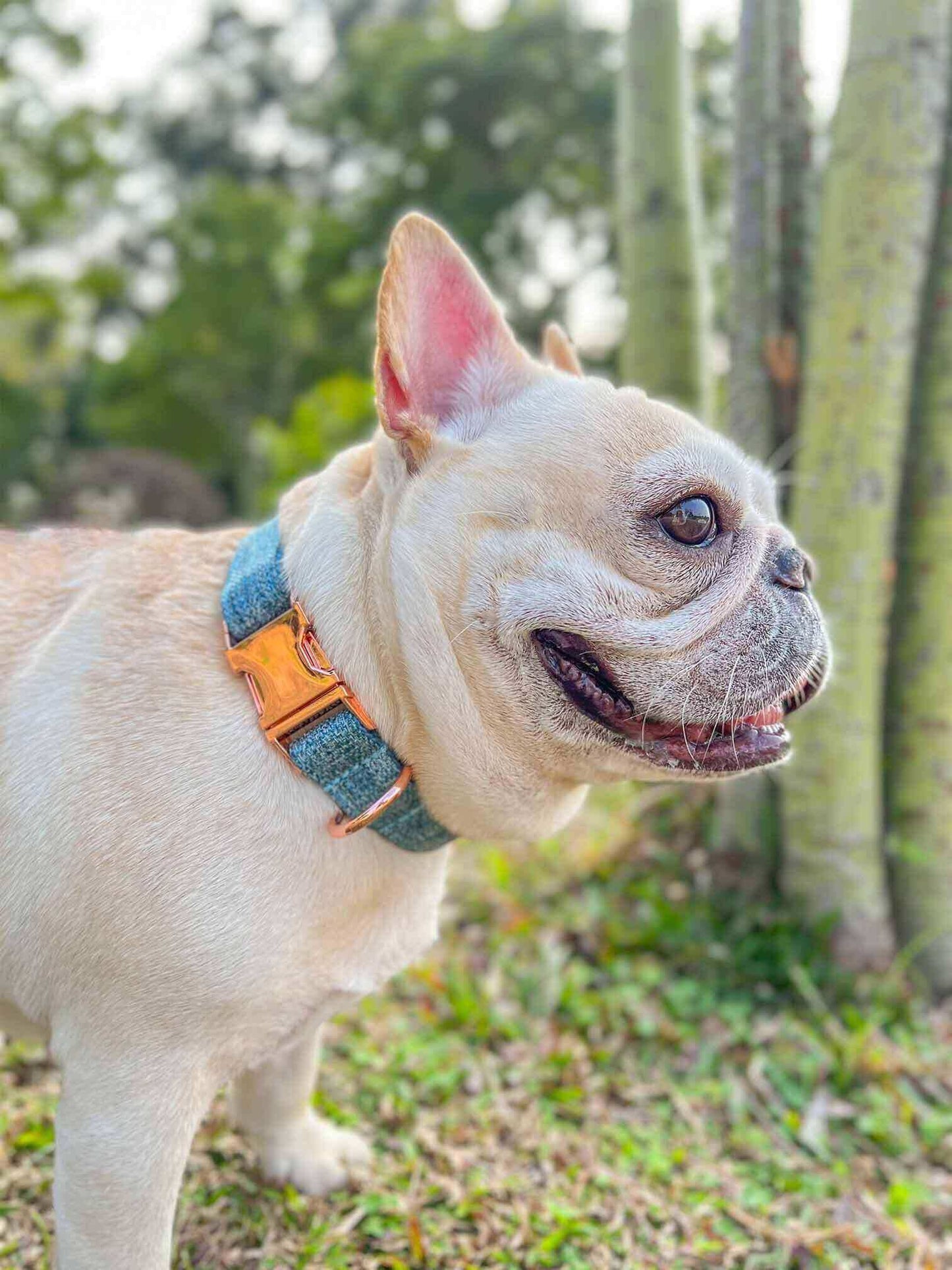 Dog Blue Collar Leash Set - Frenchiely