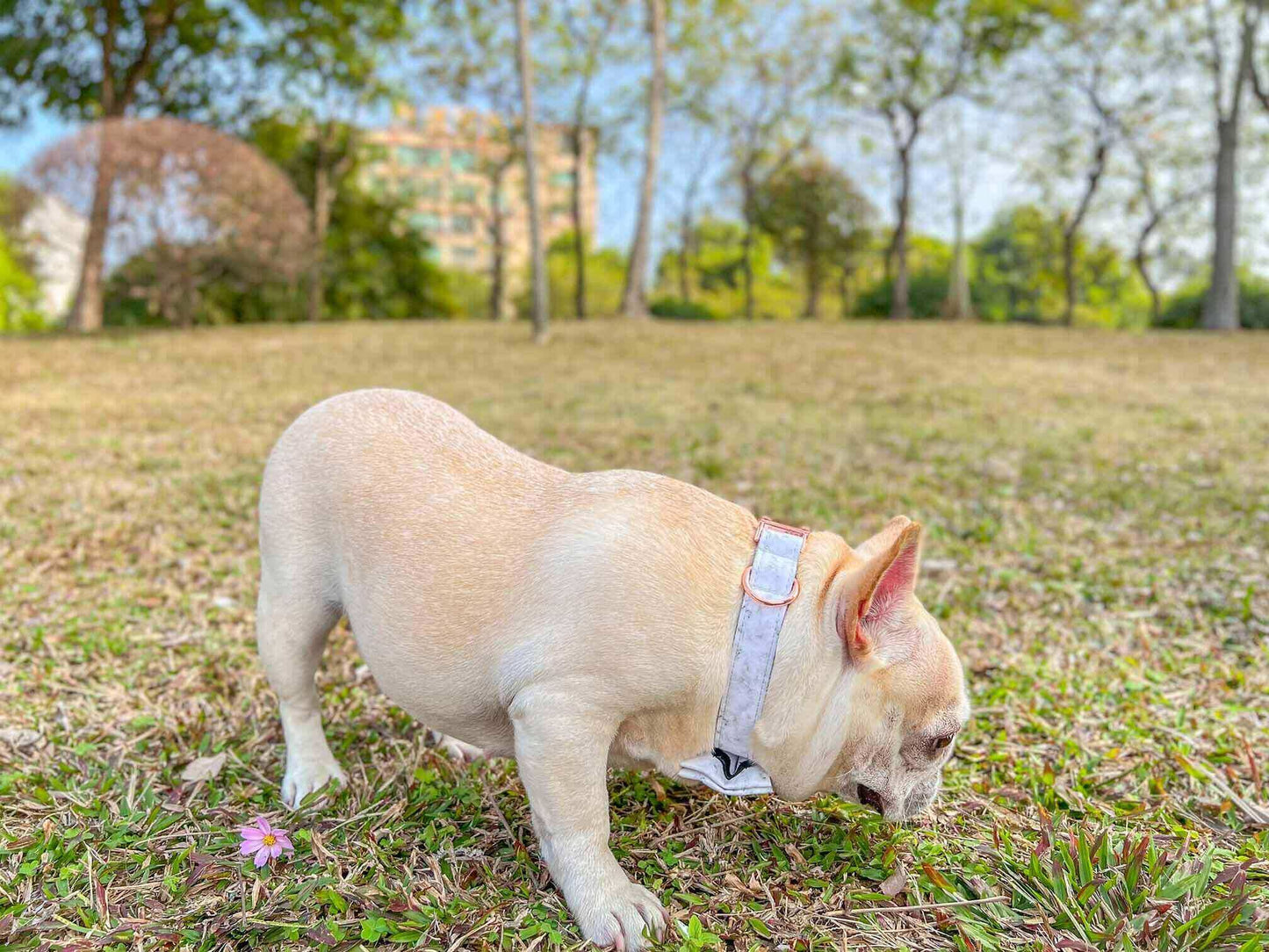 Dog Marble Print Collar - Frenchiely