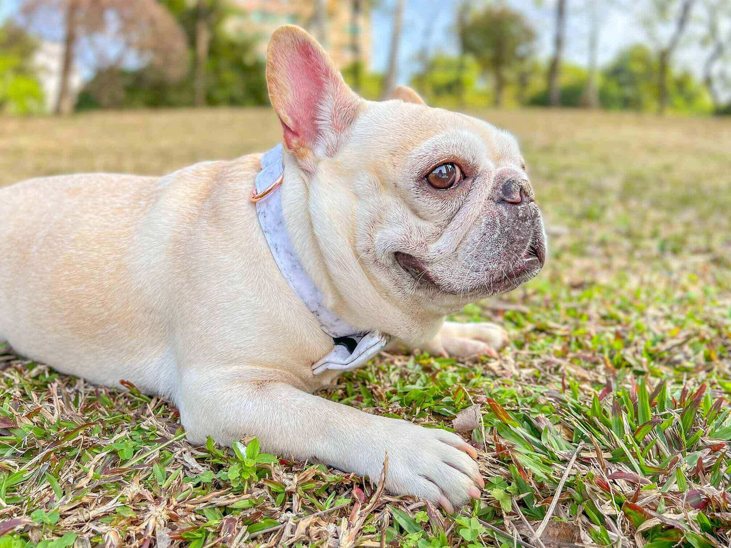 Dog Marble Print Collar - Frenchiely