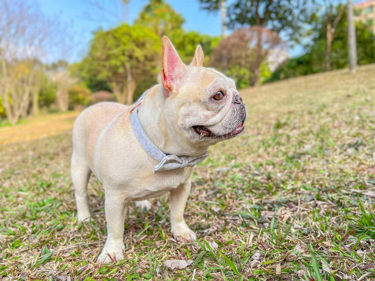 Dog Marble Print Collar - Frenchiely