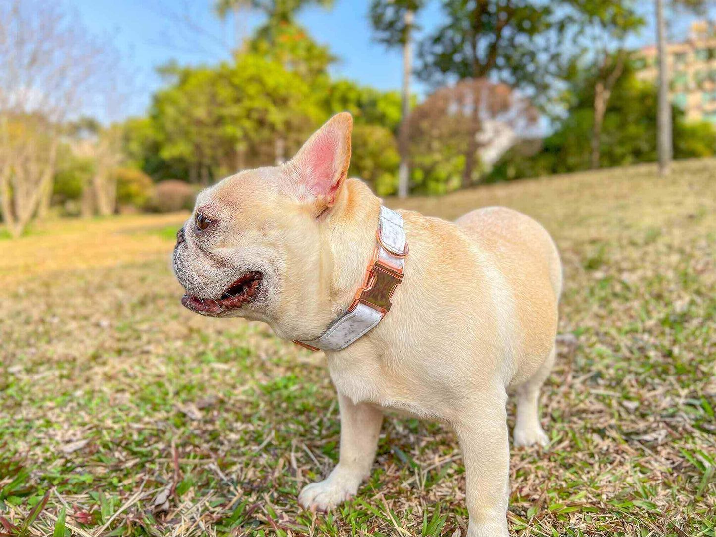Dog Marble Print Collar - Frenchiely