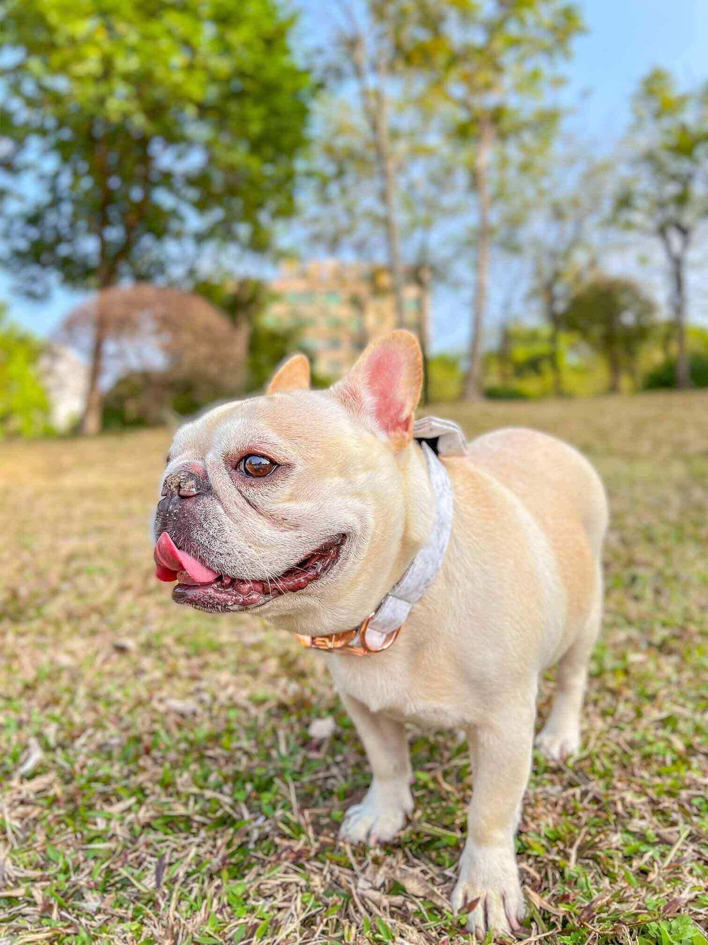 Dog Marble Print Collar - Frenchiely
