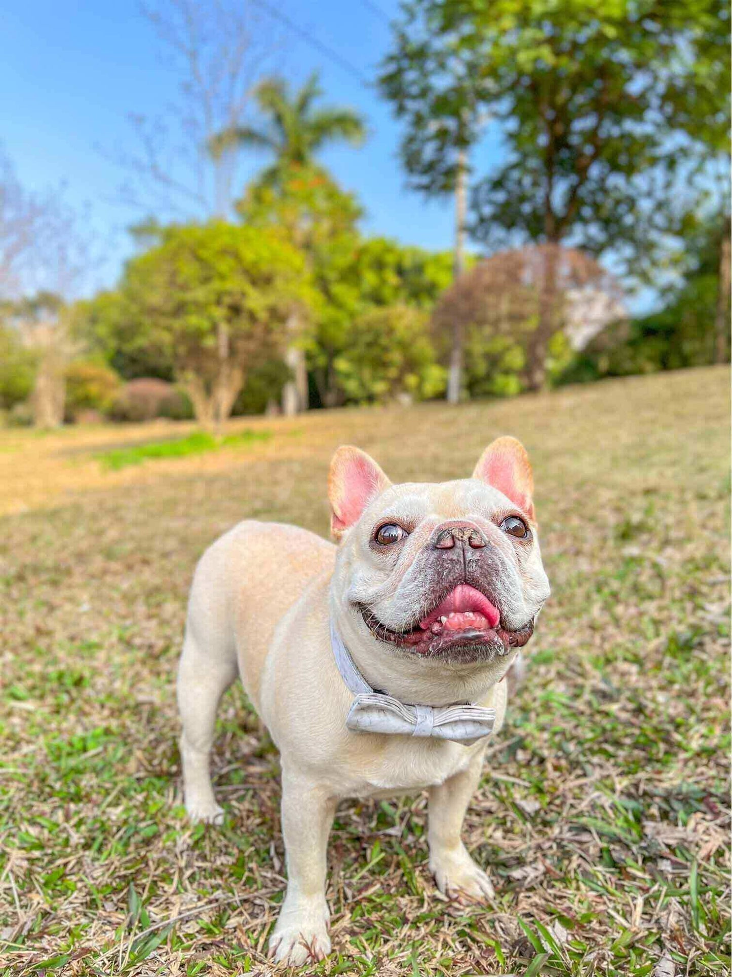 Dog Marble Print Collar - Frenchiely