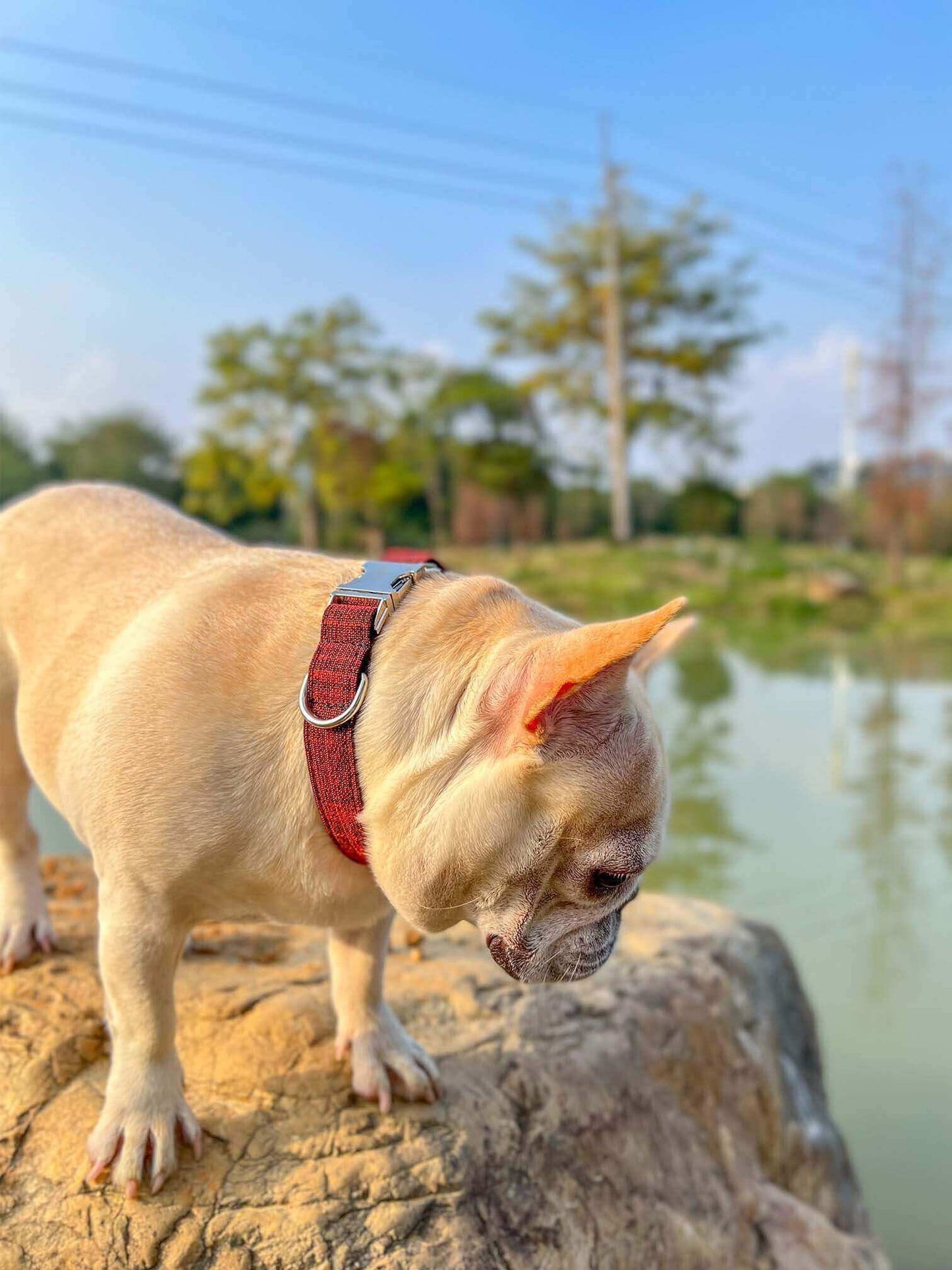 Dog Red Collar Leash Set - Frenchiely