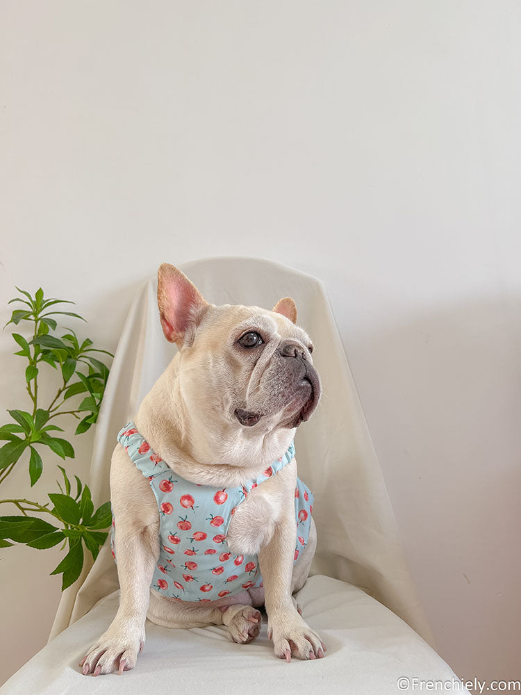 dog summer cute dress for french bulldogs by Frenchiely