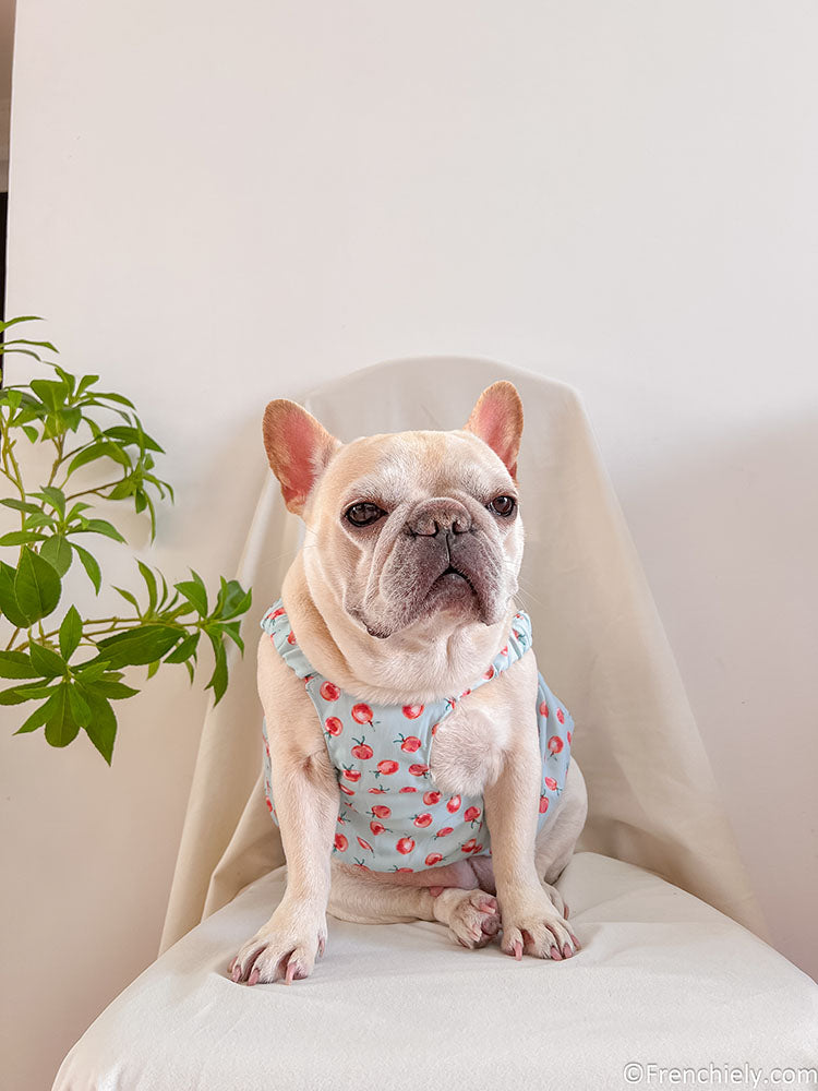 dog summer cute dress for french bulldogs by Frenchiely