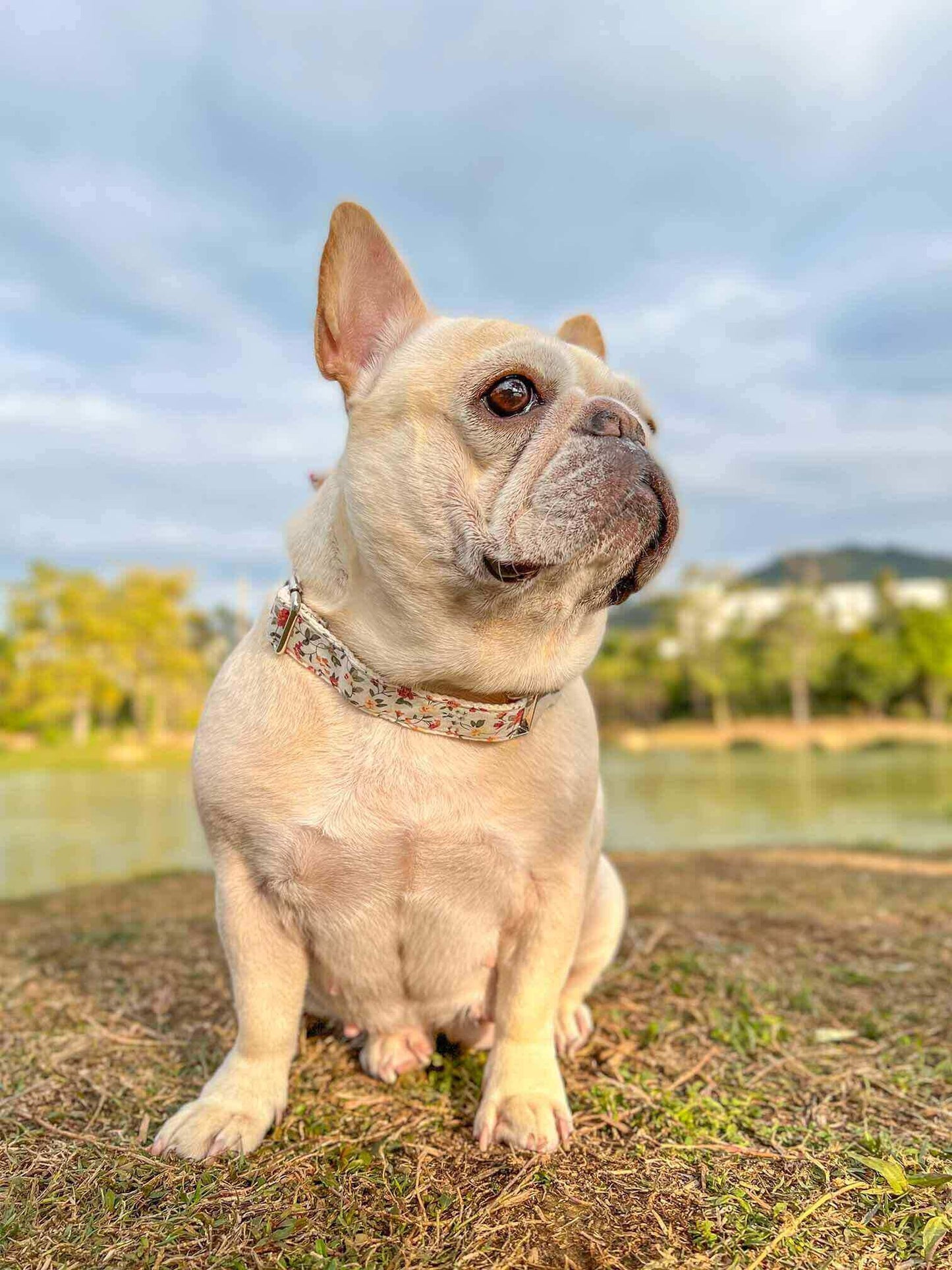 Dog White Flower Collar - Frenchiely