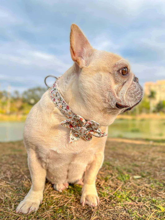 Dog White Flower Collar - Frenchiely