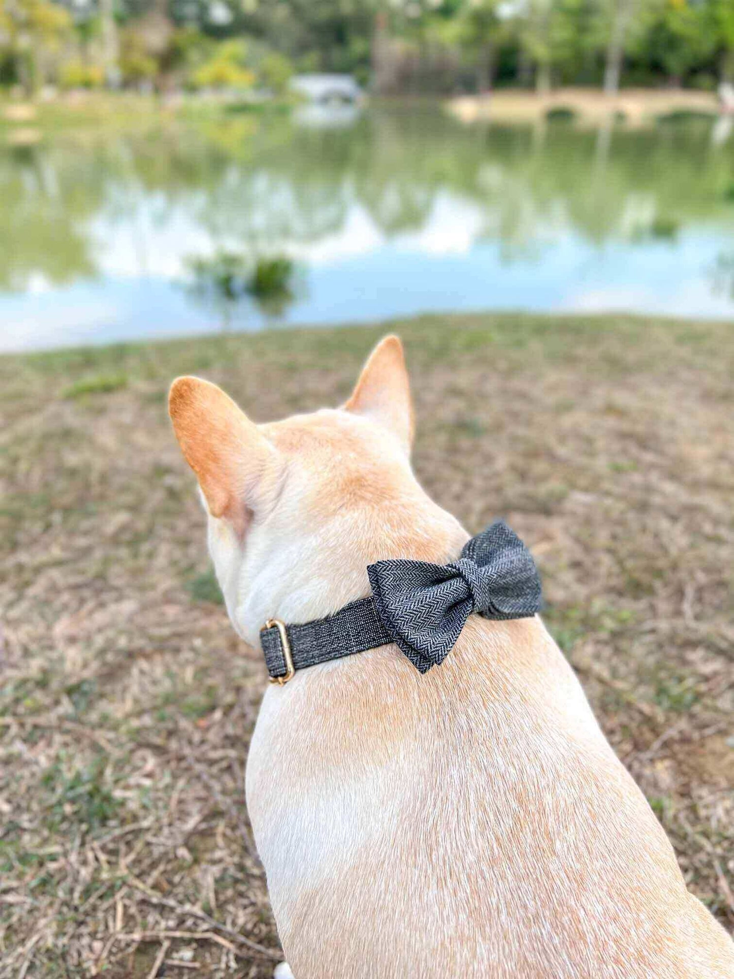 Dog Black Collar Leash Set - Frenchiely