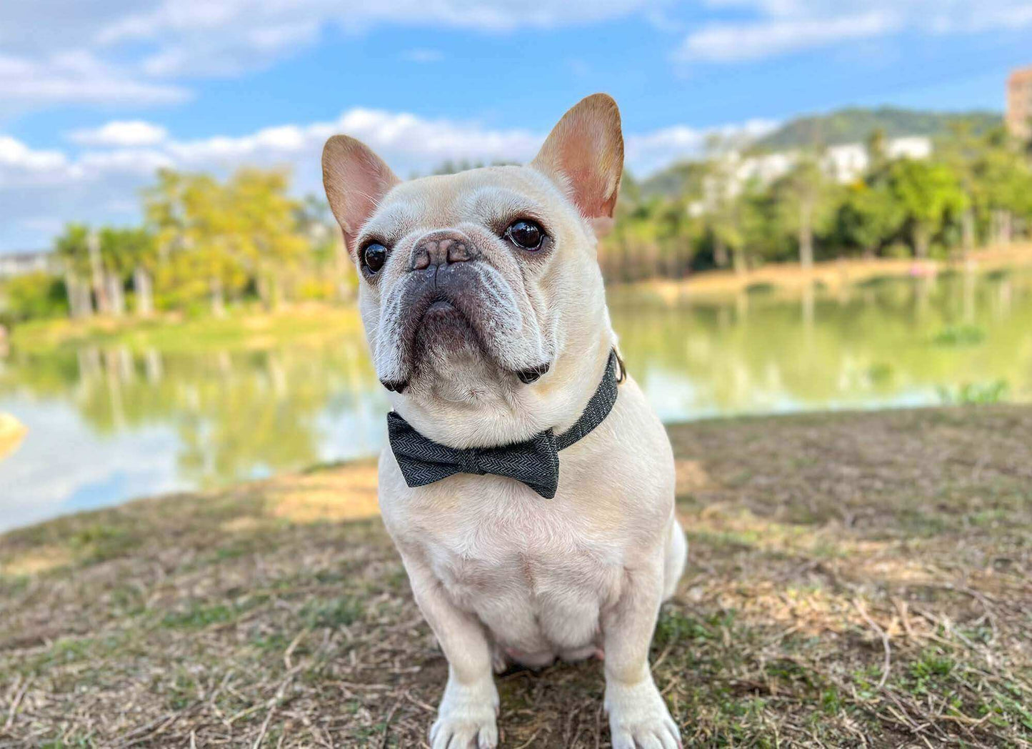 Dog Black Collar Leash Set - Frenchiely