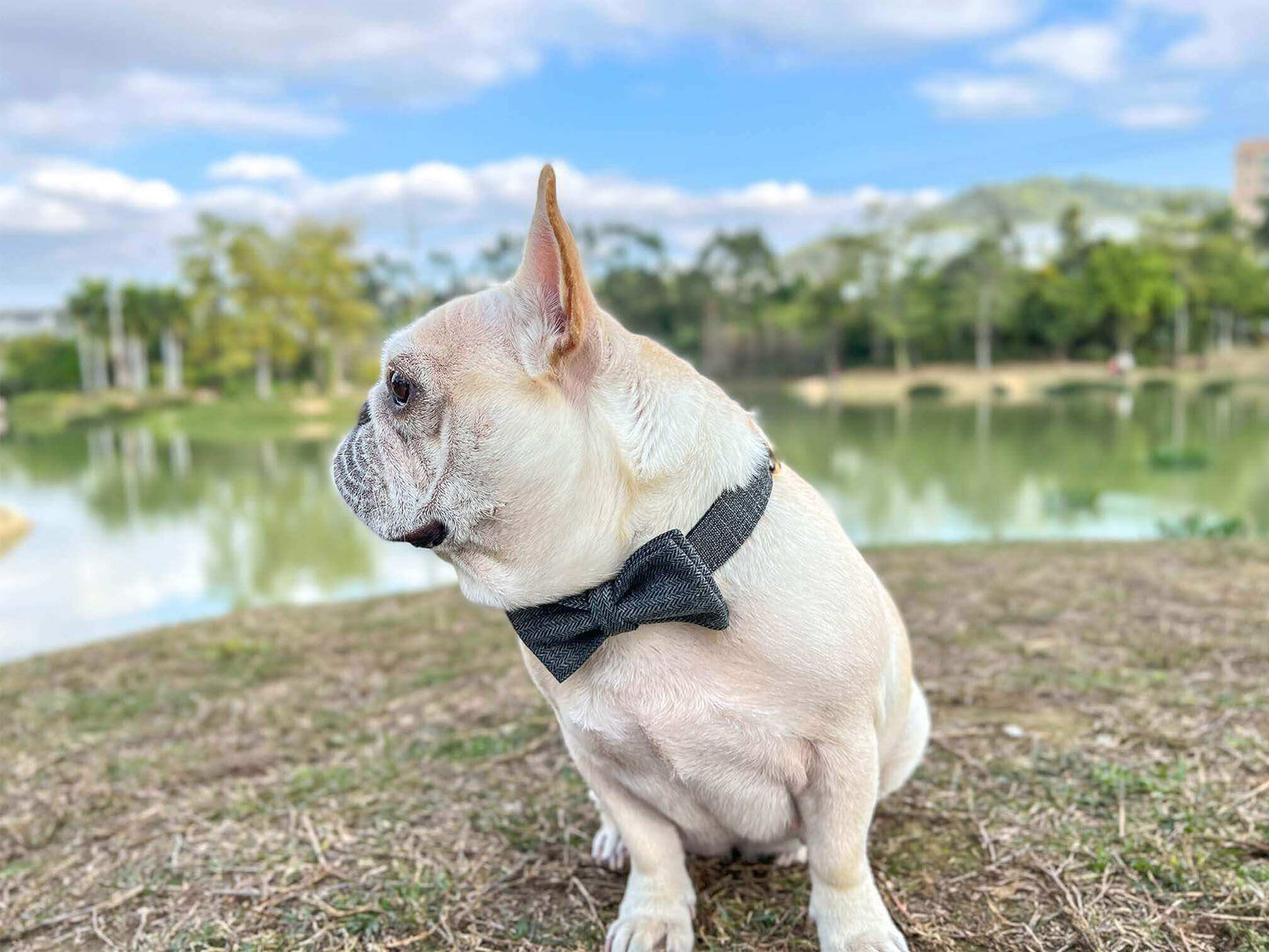 Dog Black Collar Leash Set - Frenchiely