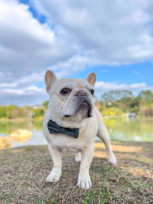 Dog Black Collar - Frenchiely