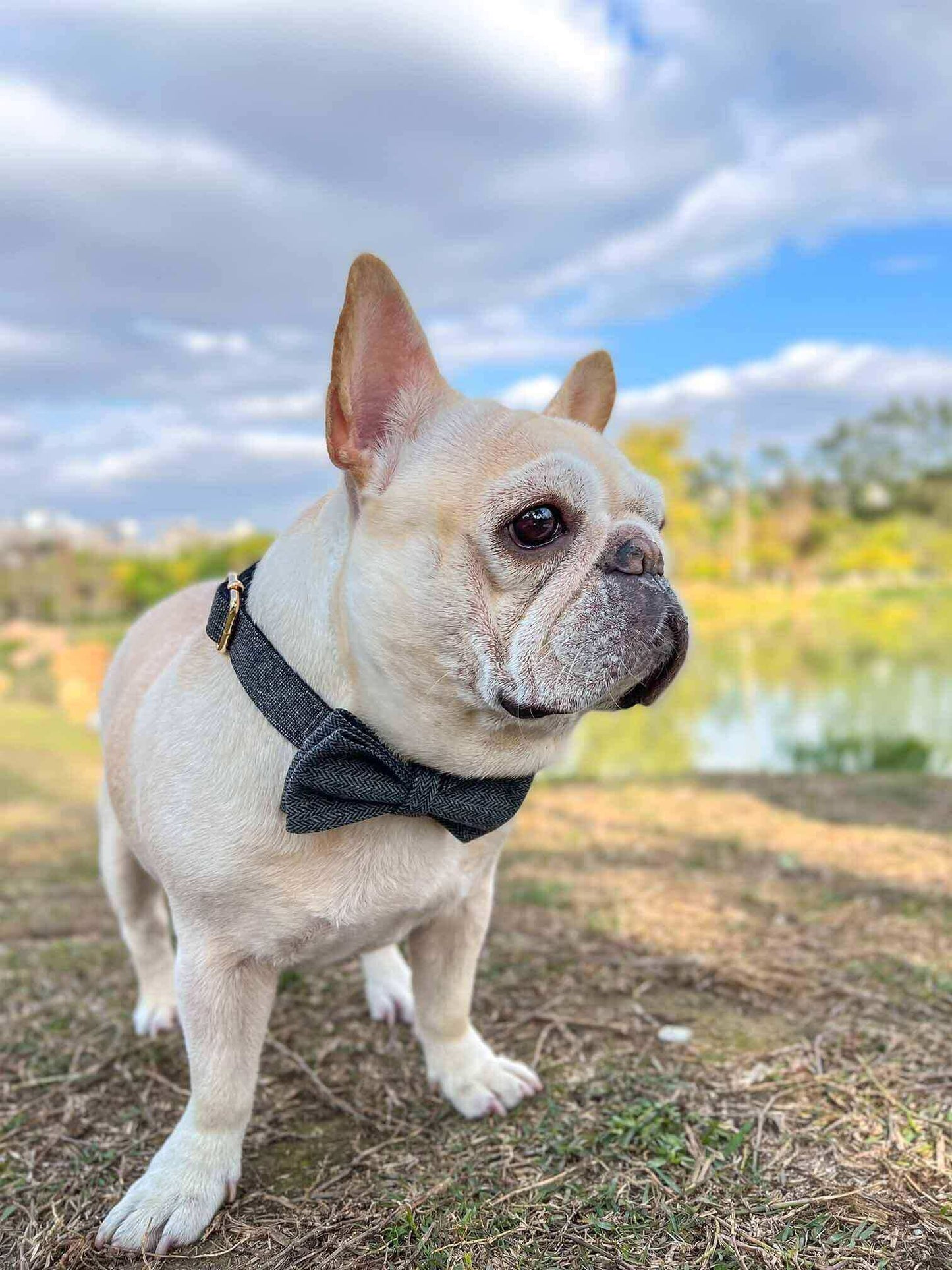 Dog Black Collar Leash Set - Frenchiely