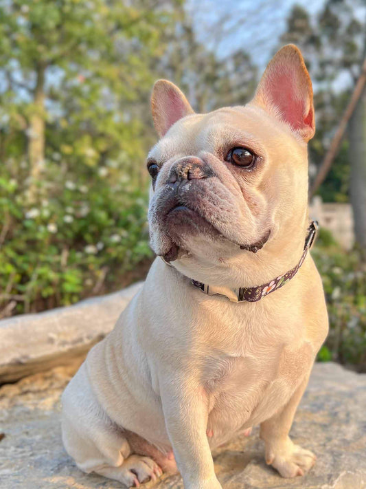 Dog Black Daisy Collar - Frenchiely