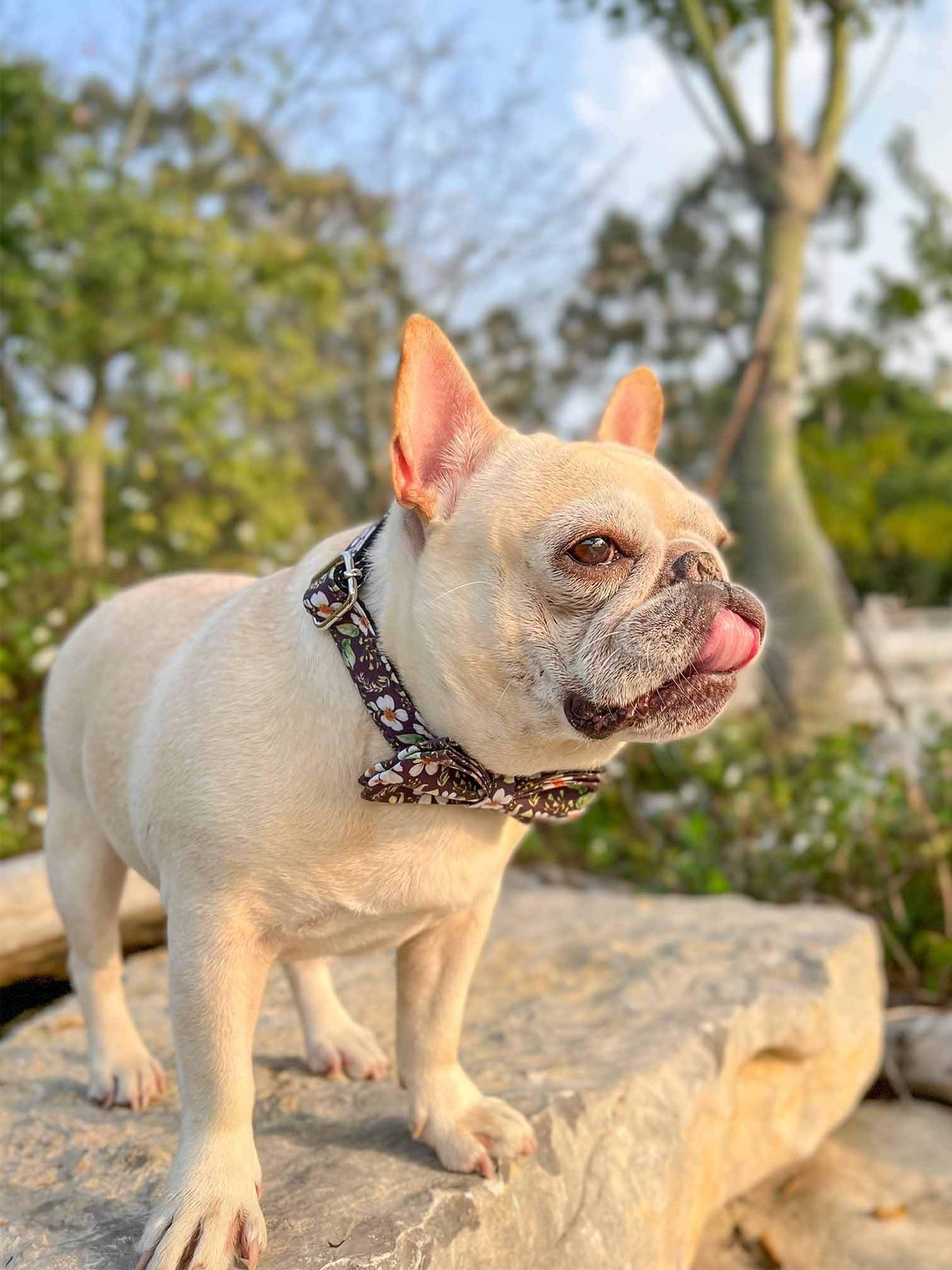 Dog Black Daisy Collar - Frenchiely