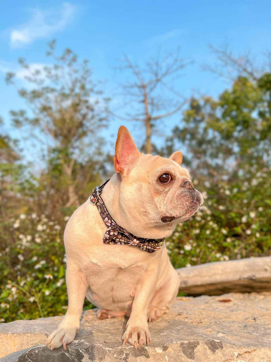 Dog Black Daisy Leash Set - Frenchiely