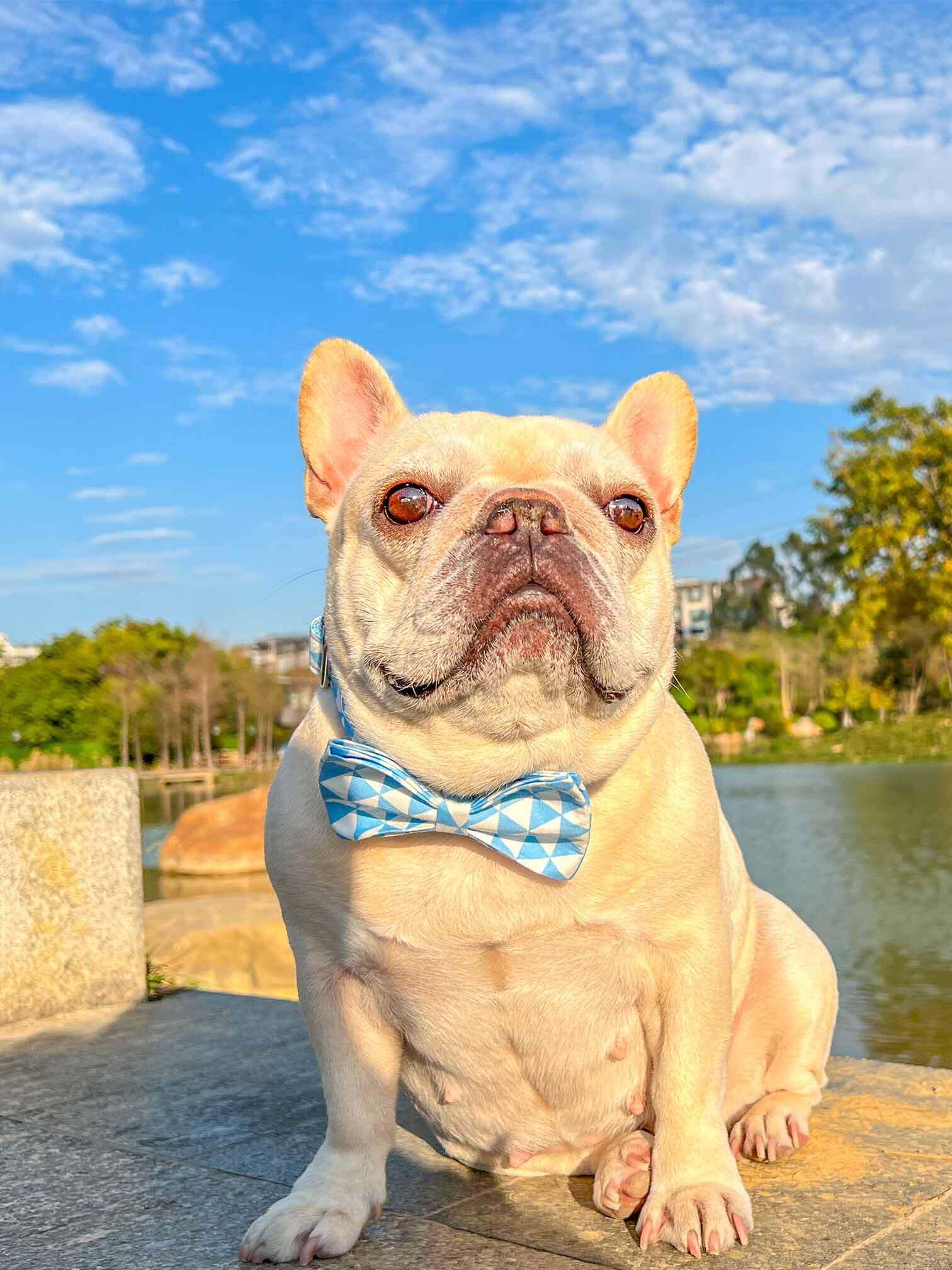 Cool Dog Collars for Males High End Dog Accessories Shop