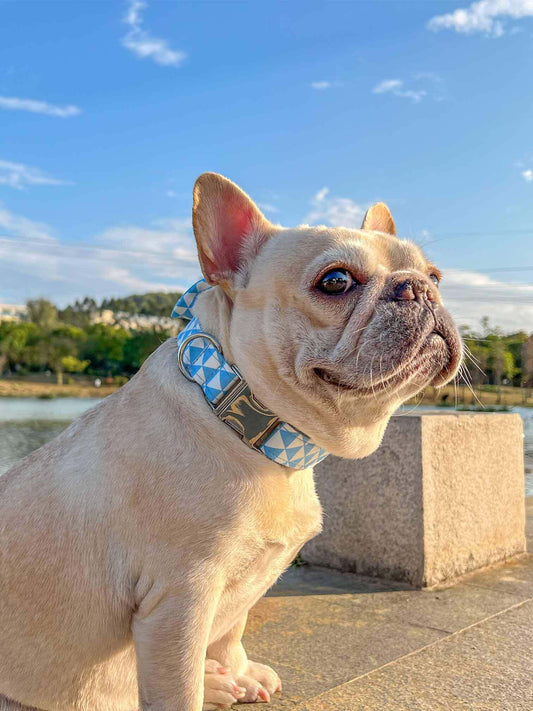 Dog Blue White Collar - Frenchiely