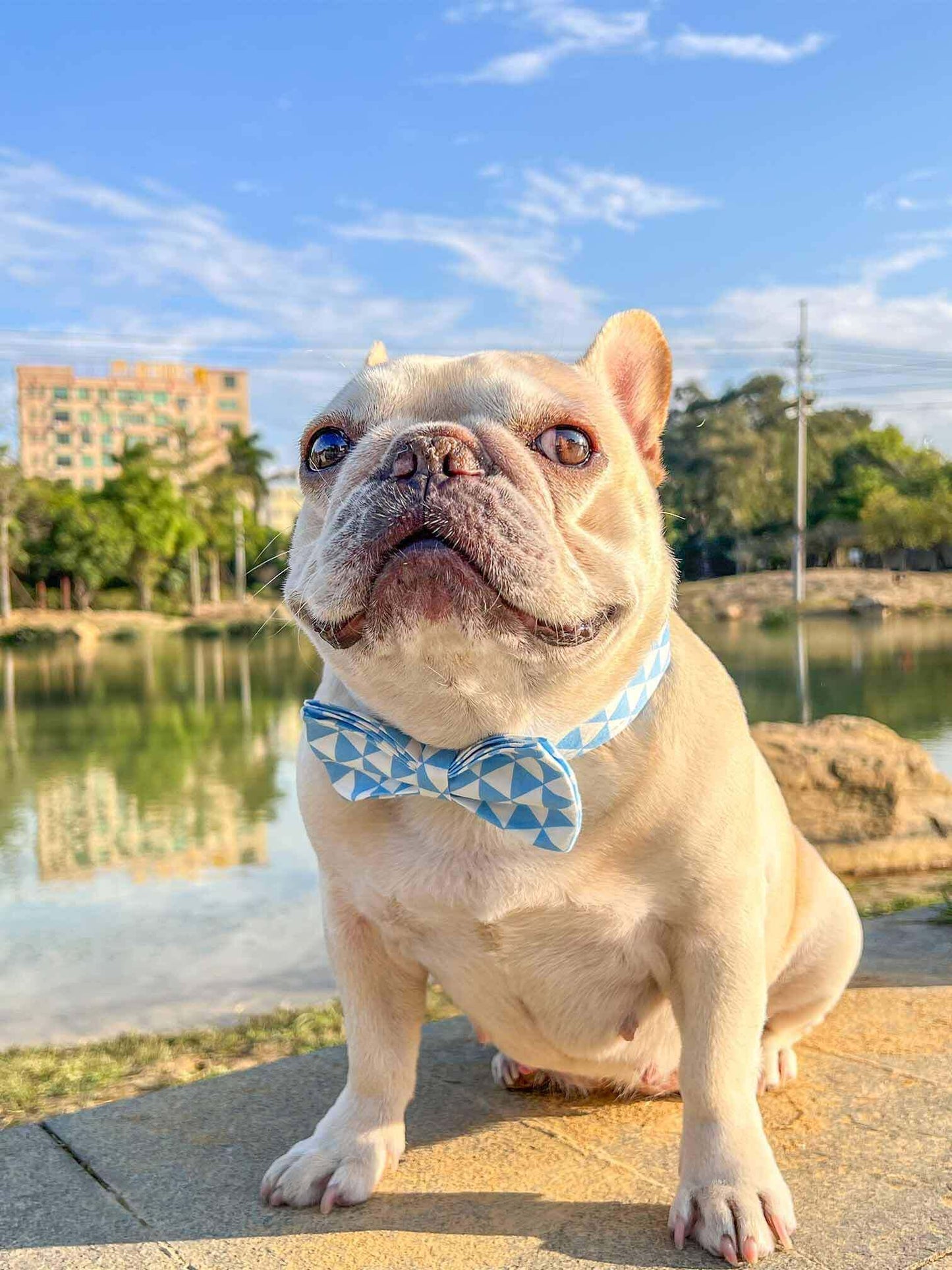 Dog Blue White Collar - Frenchiely