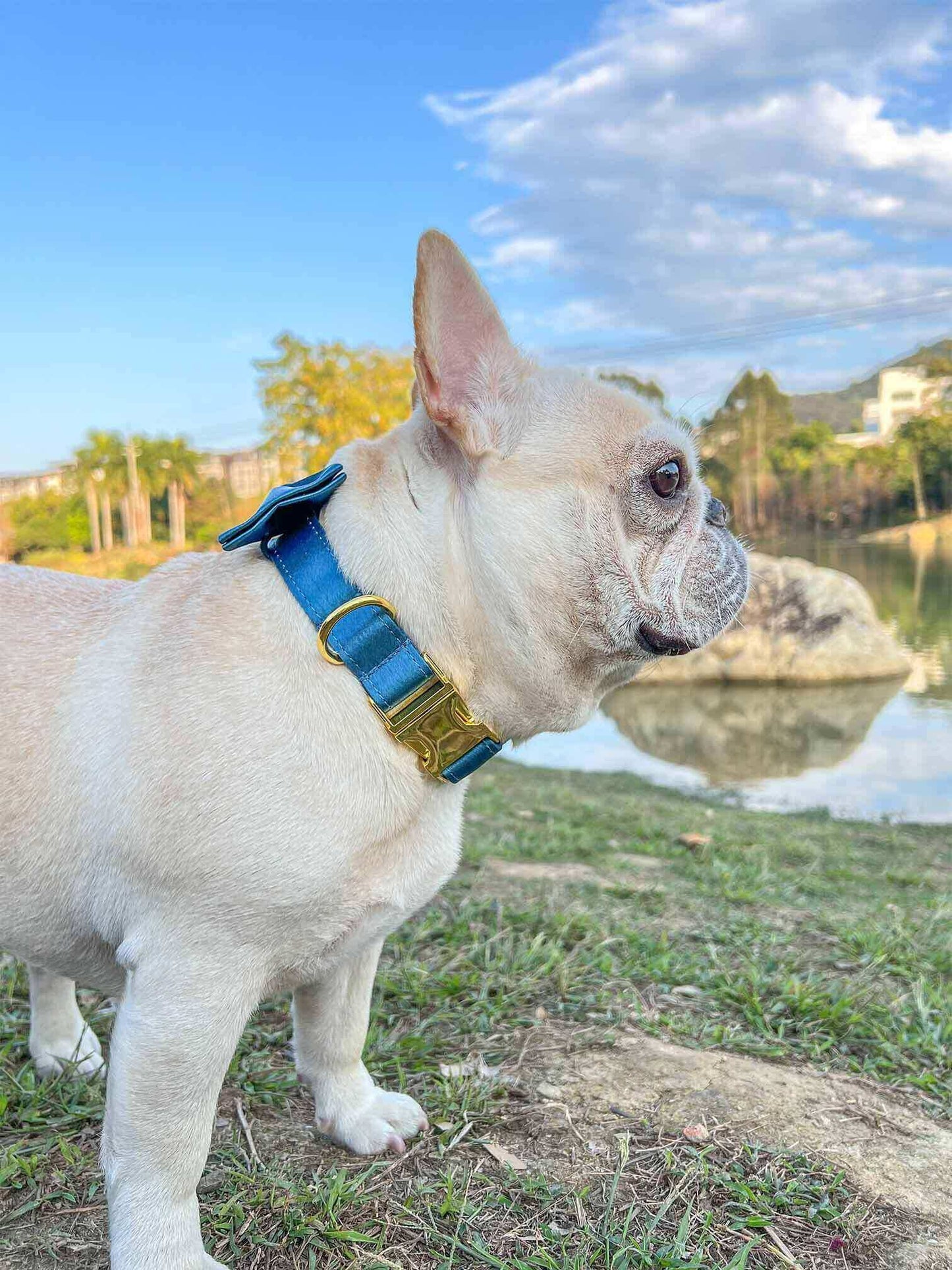 Dog Blue Collar Leash Set - Frenchiely