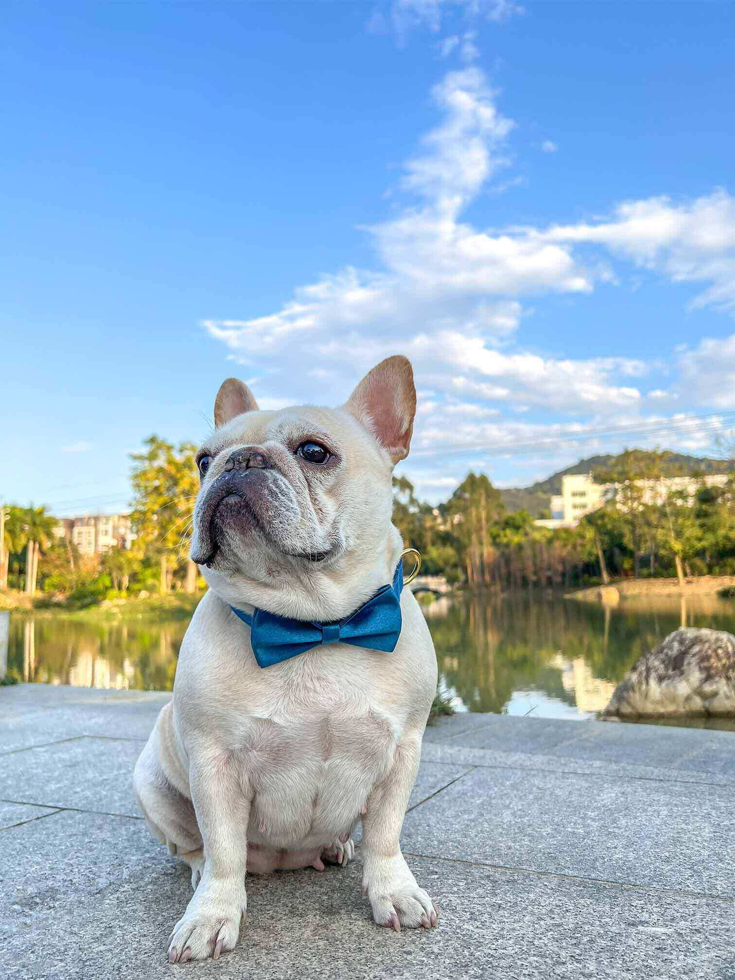 Designer French Bulldog Collars French Bulldog Accessories On Sale