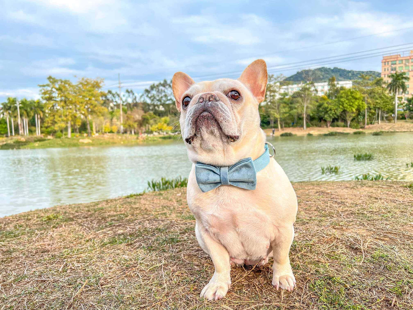 Dog Light Blue Collar Leash Set - Frenchiely