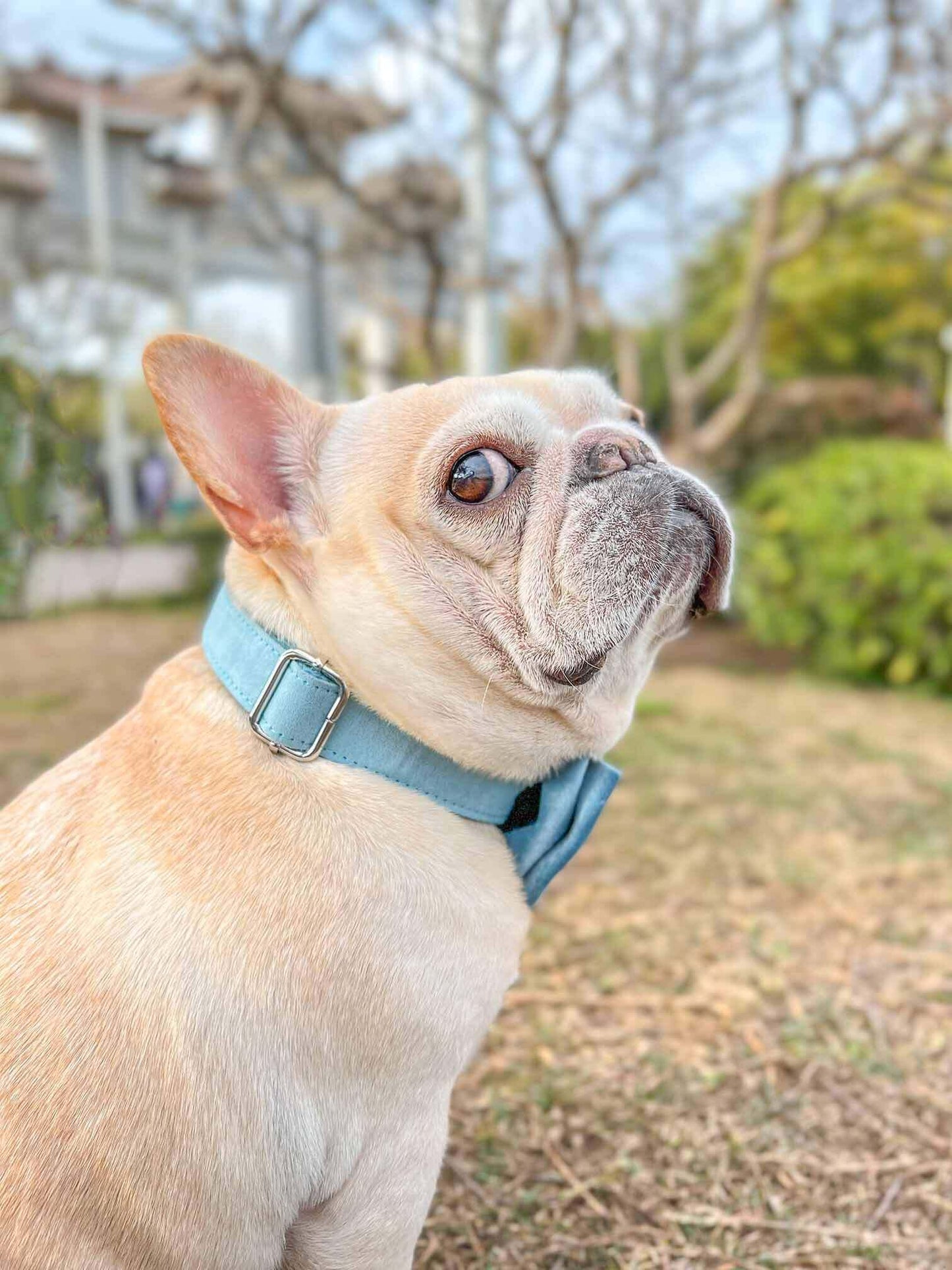 Dog Light Blue Collar Leash Set - Frenchiely