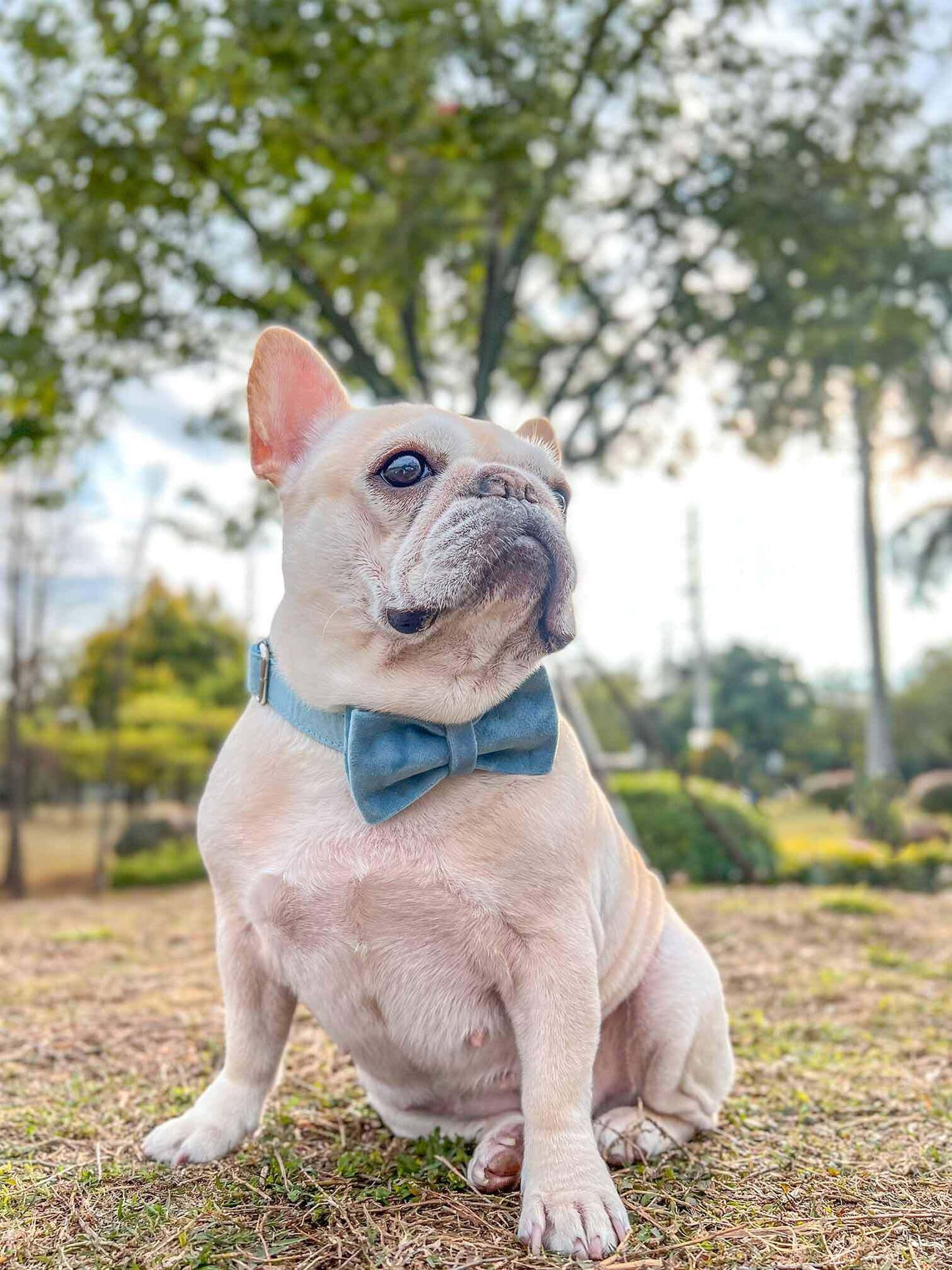 Dog Light Blue Collar Leash Set - Frenchiely