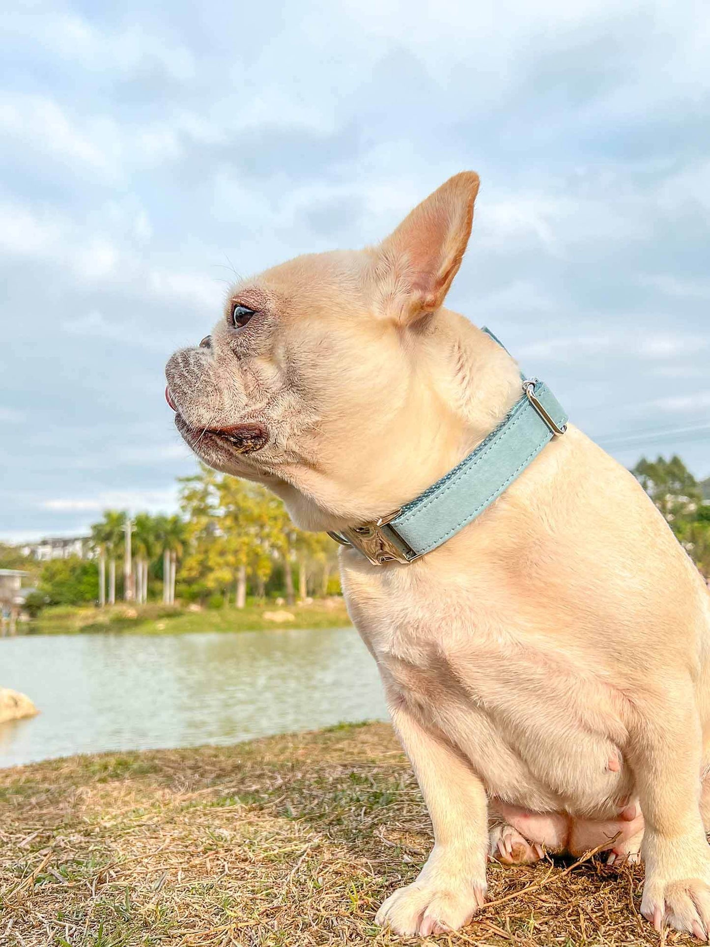 Dog Light Blue Collar Leash Set - Frenchiely