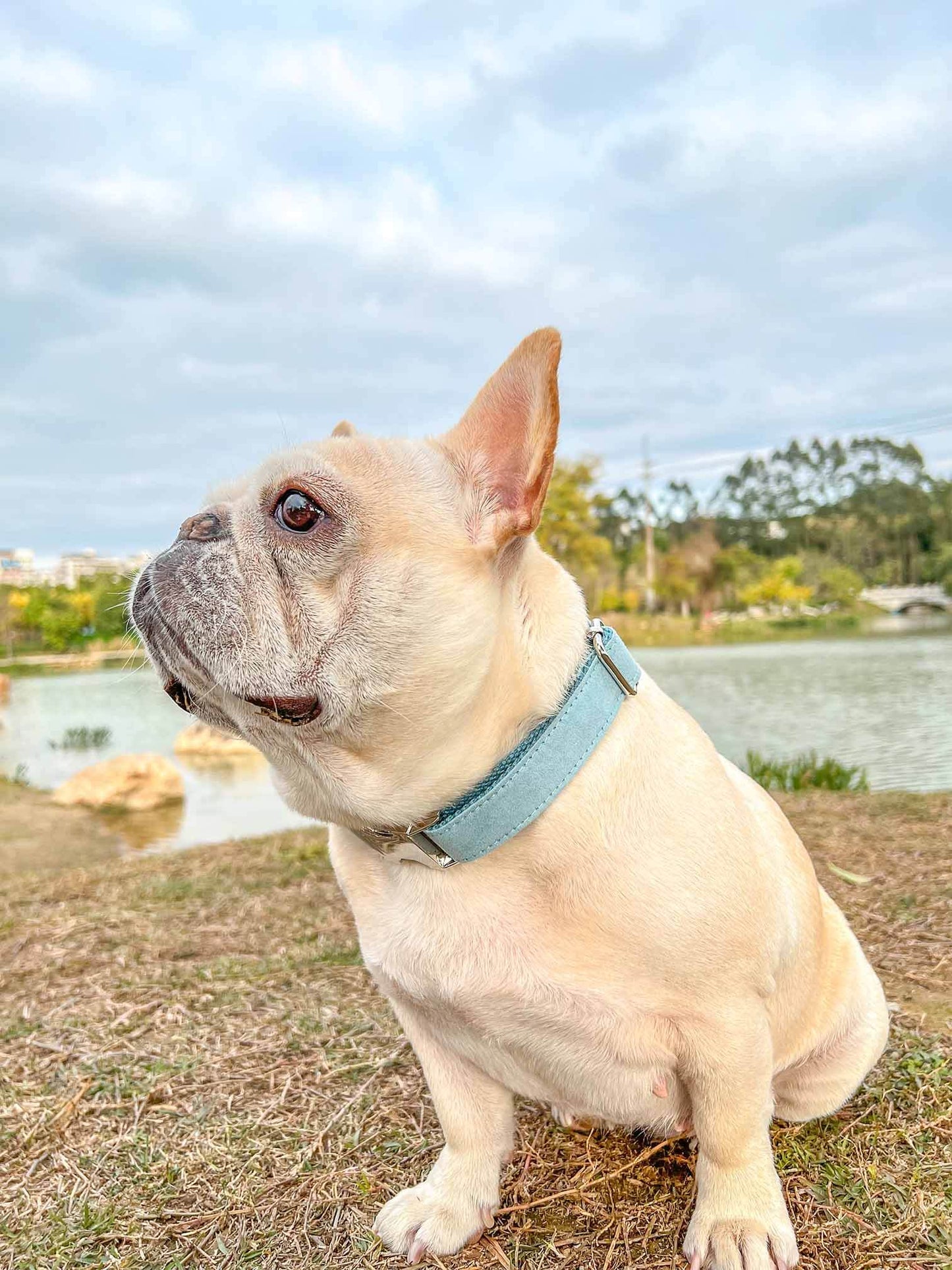 Dog Light Blue Collar Leash Set - Frenchiely