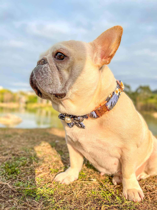 Dog Blue Flower Collar - Frenchiely