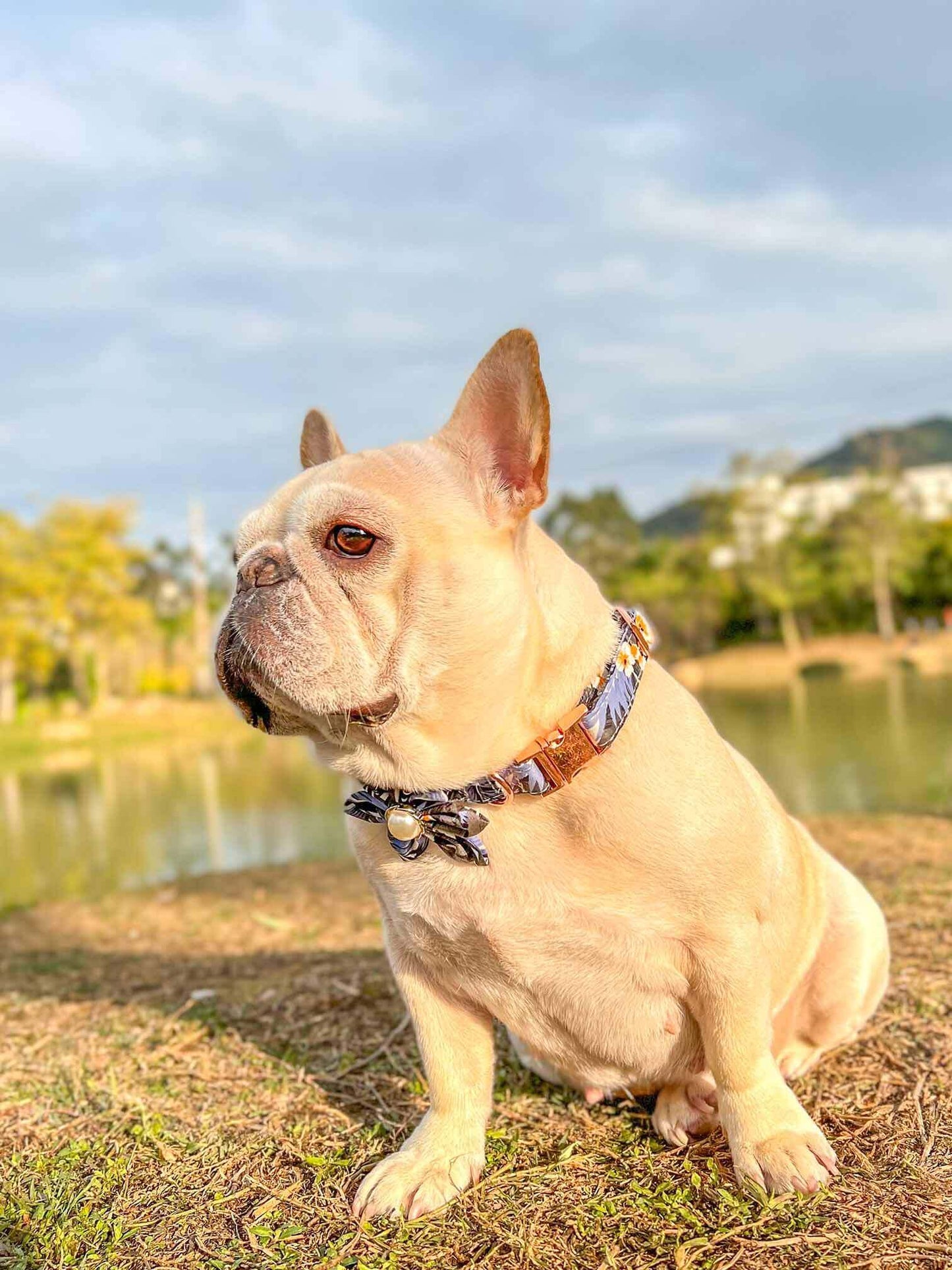 Dog Blue Flower Collar - Frenchiely