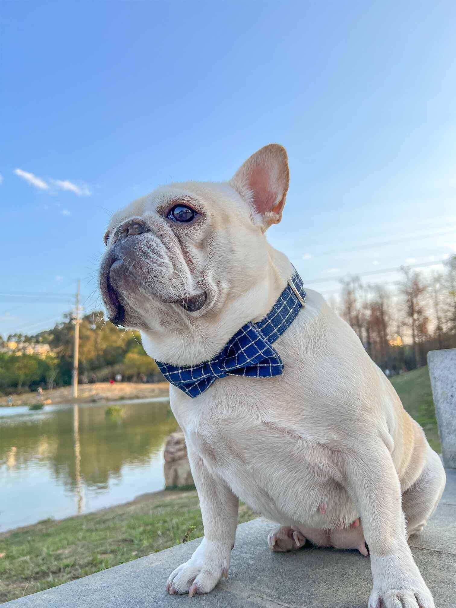 Dog Blue Collar Leash Set - Frenchiely
