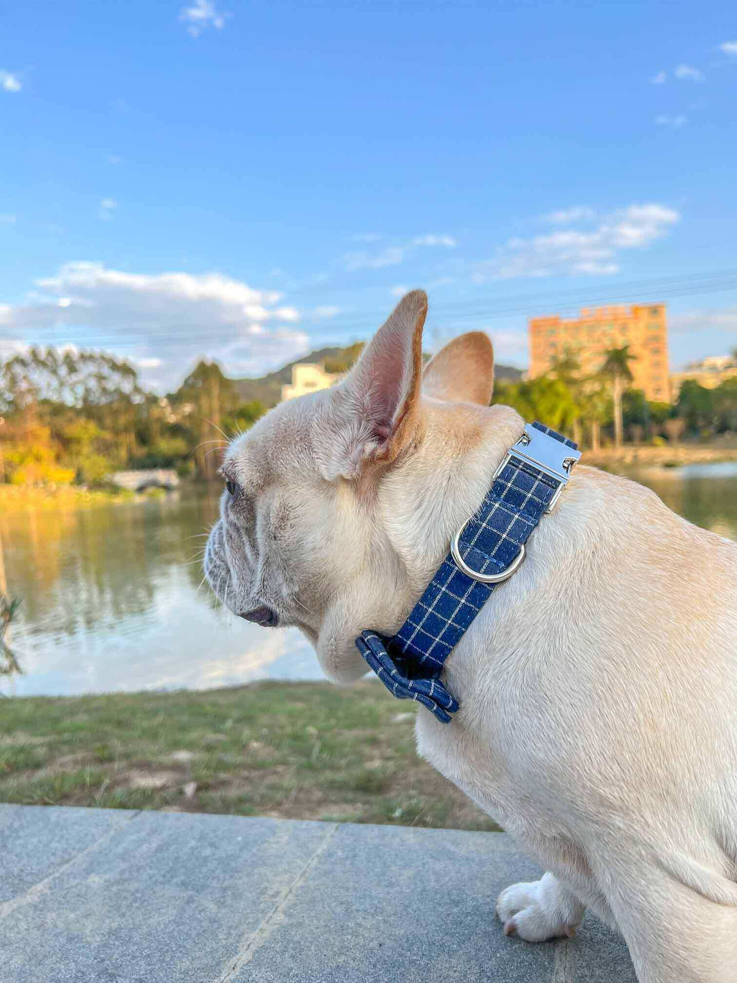 Dog Blue Collar Leash Set - Frenchiely