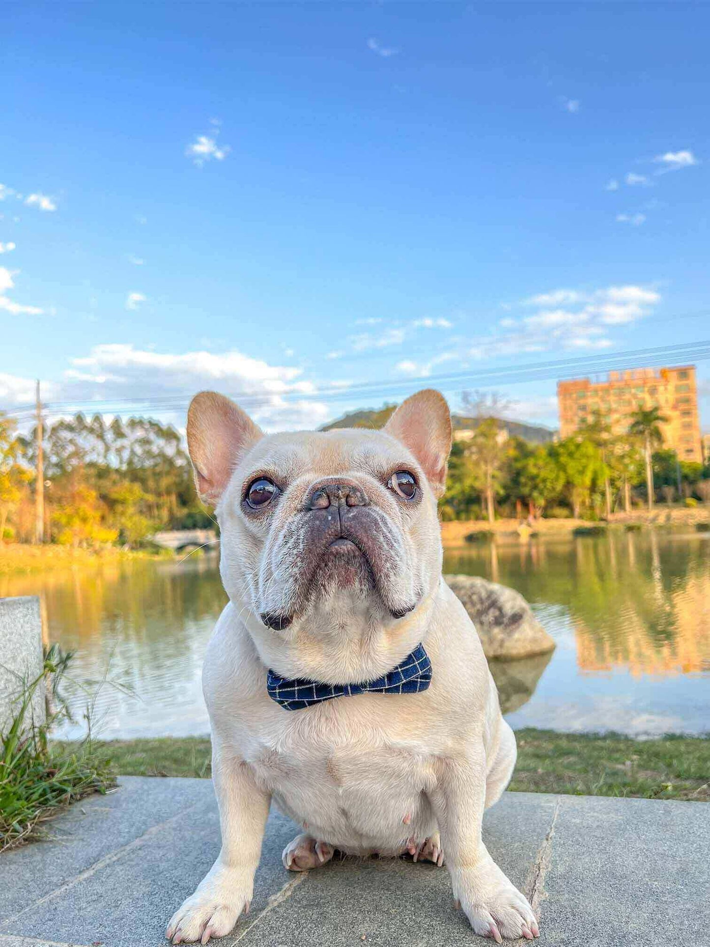Dog Blue Collar Leash Set - Frenchiely