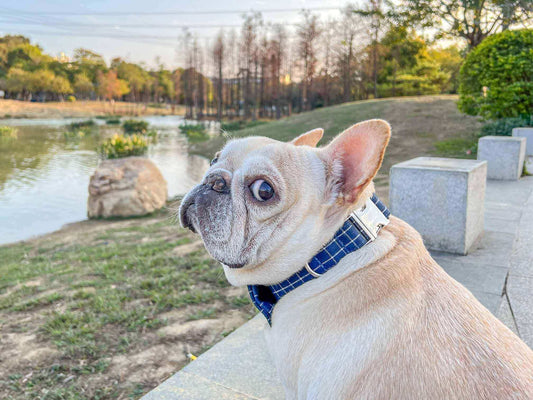 Dog Blue Collar Leash Set - Frenchiely