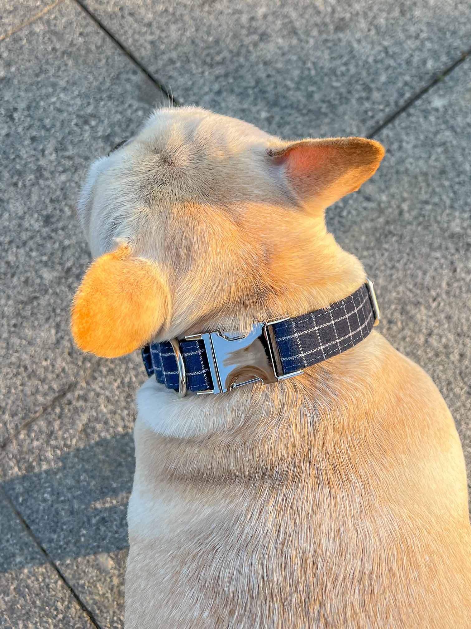Dog Blue Collar Leash Set - Frenchiely