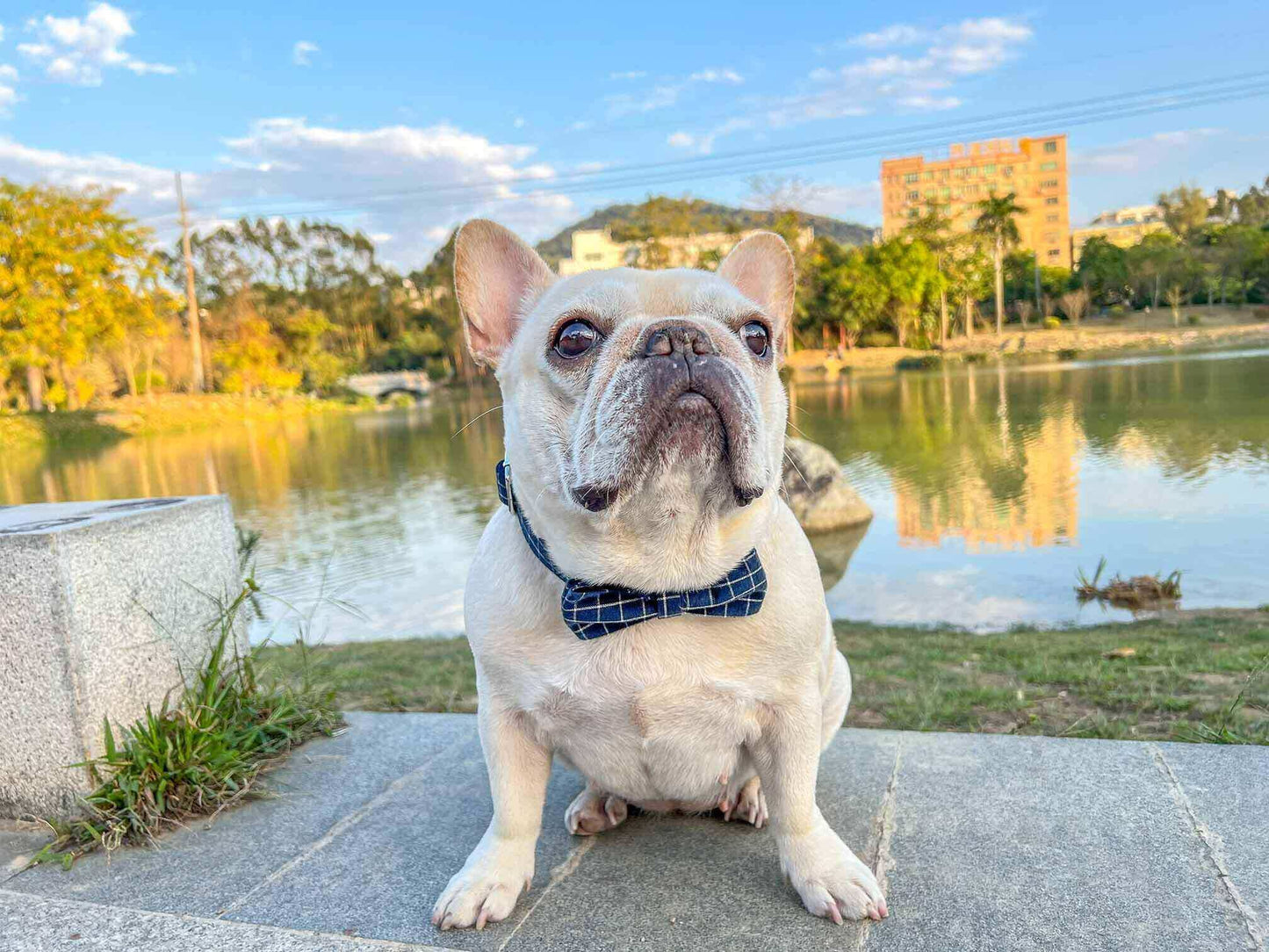 Dog Blue Collar Leash Set - Frenchiely