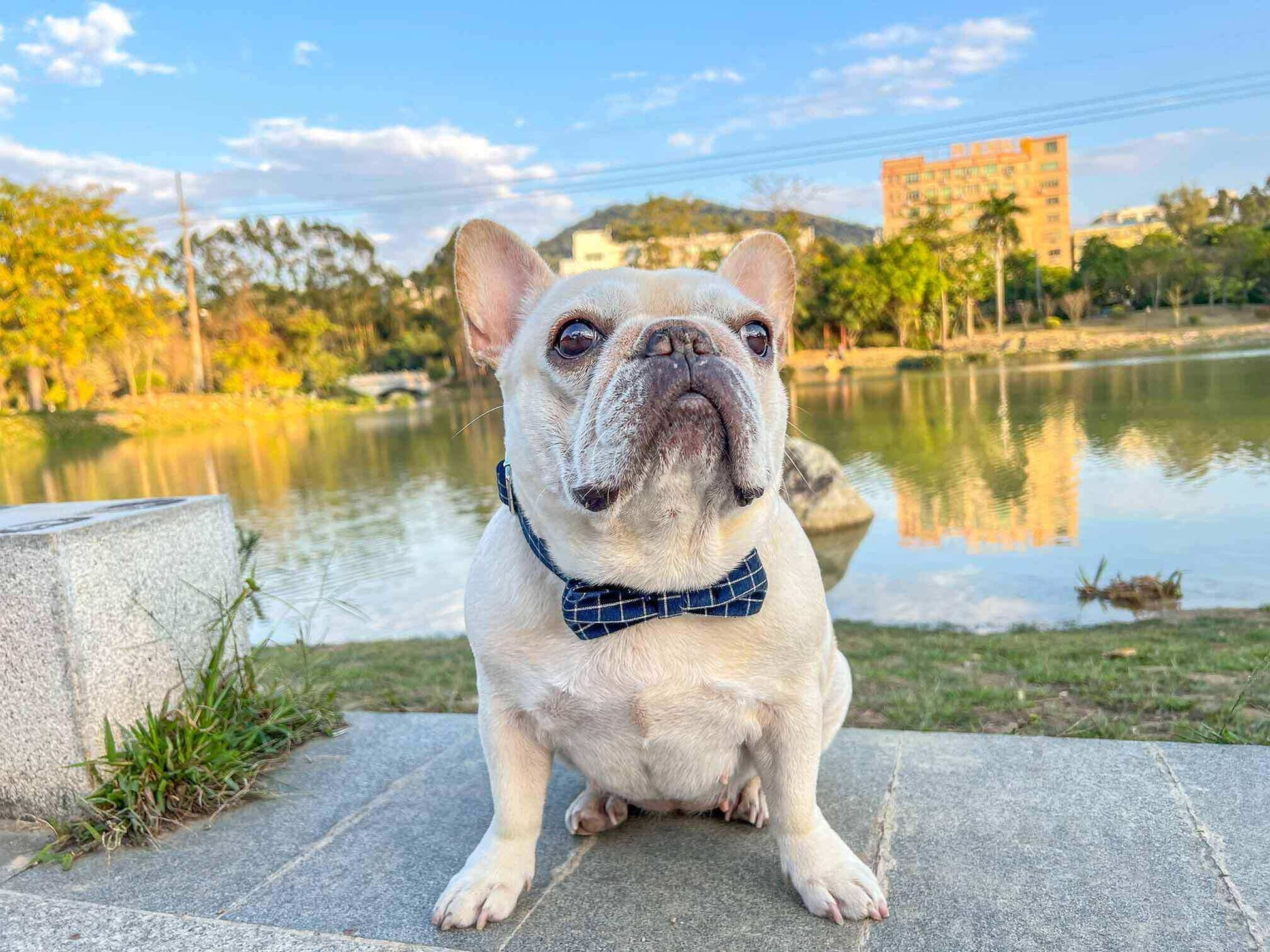 Dog Blue Collar Leash Set - Frenchiely