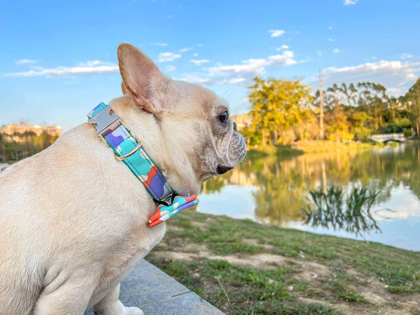 Dog Camouflage Collar - Frenchiely