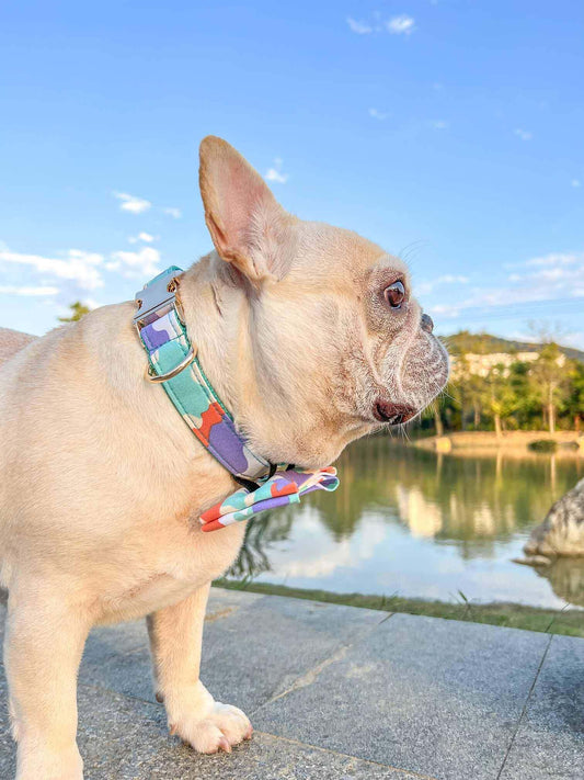 Dog Camouflage Collar - Frenchiely