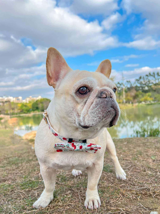 Dog Collar- Cherry - Frenchiely